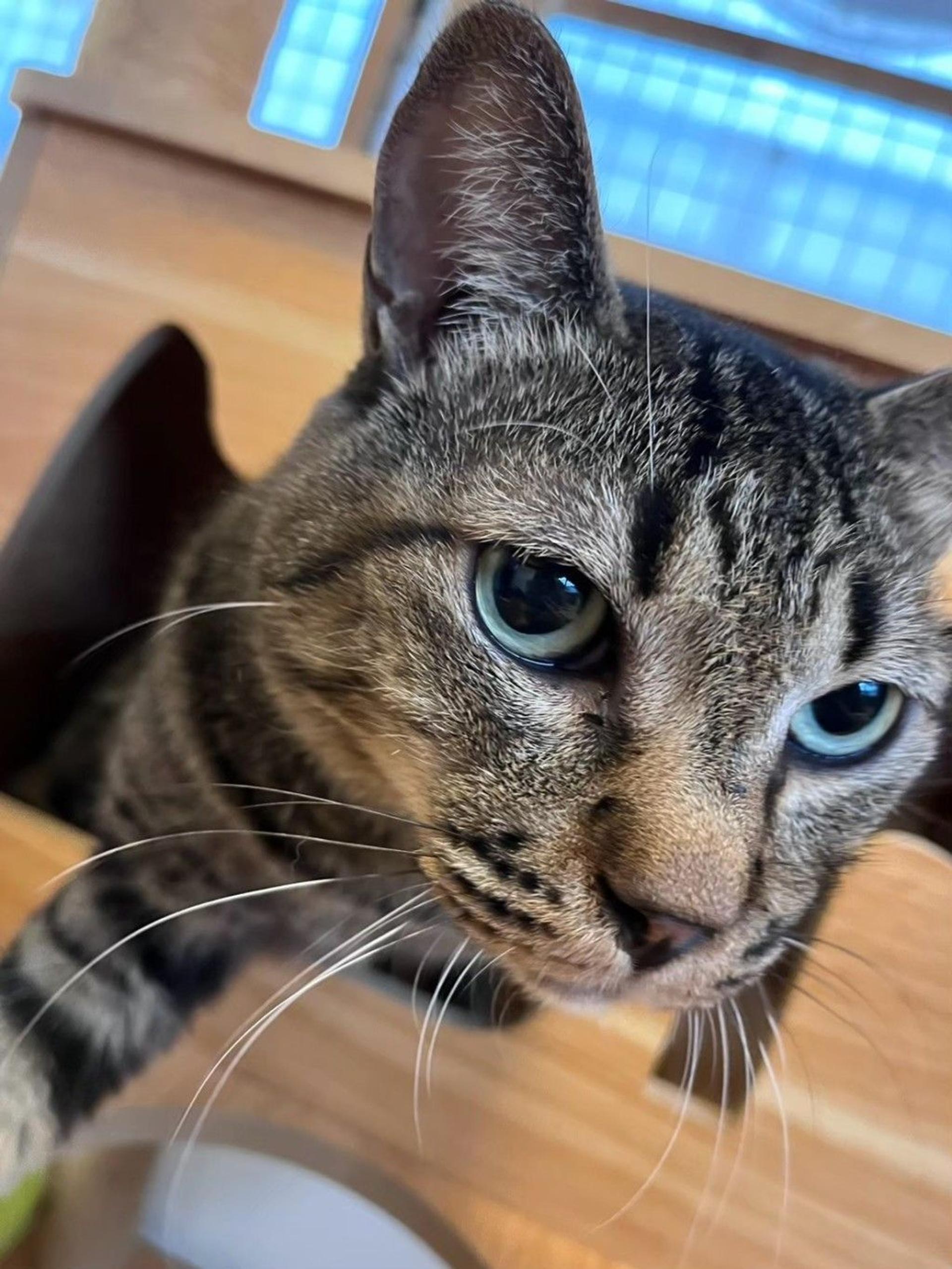 pet-image-2