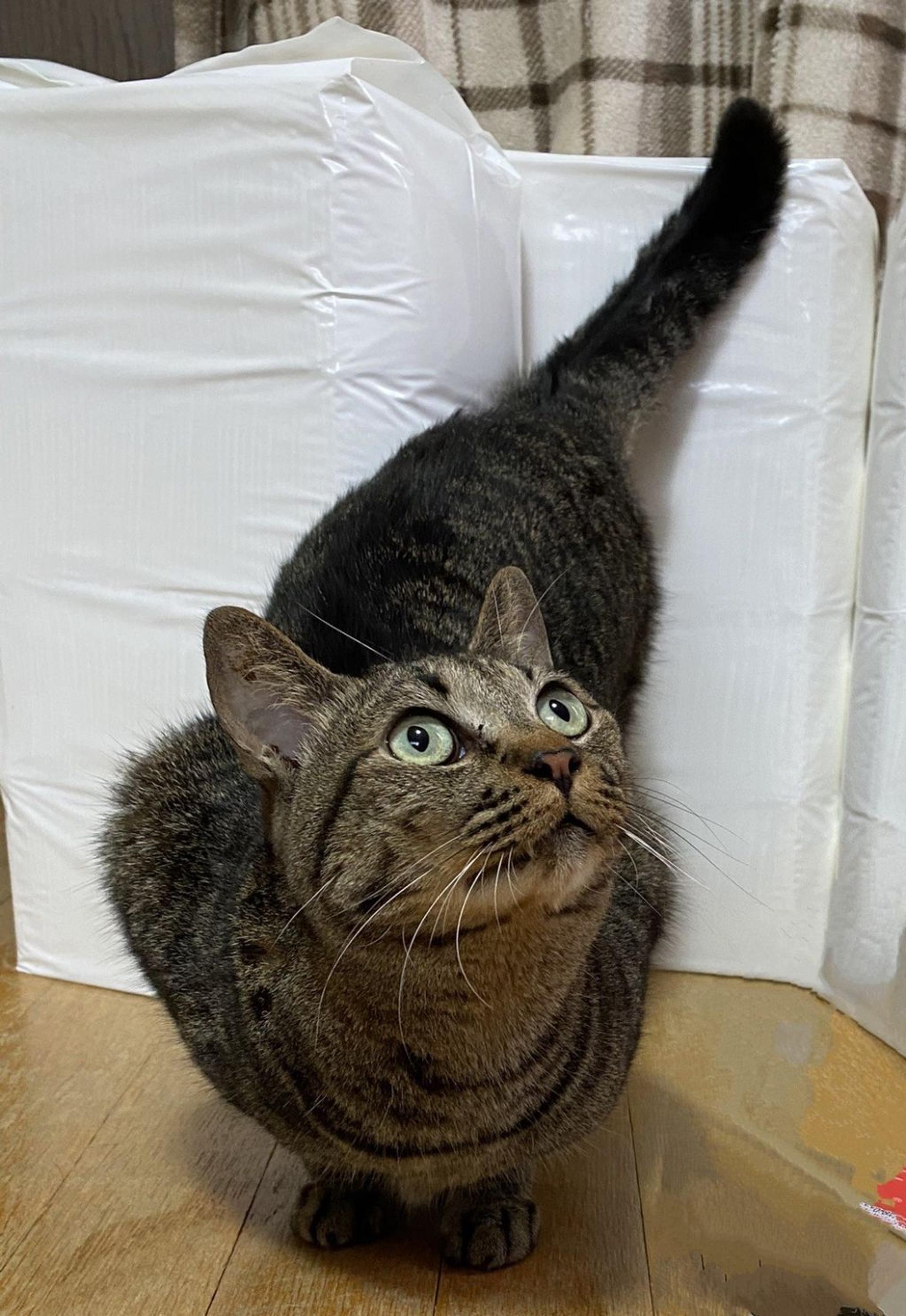 pet-image-6