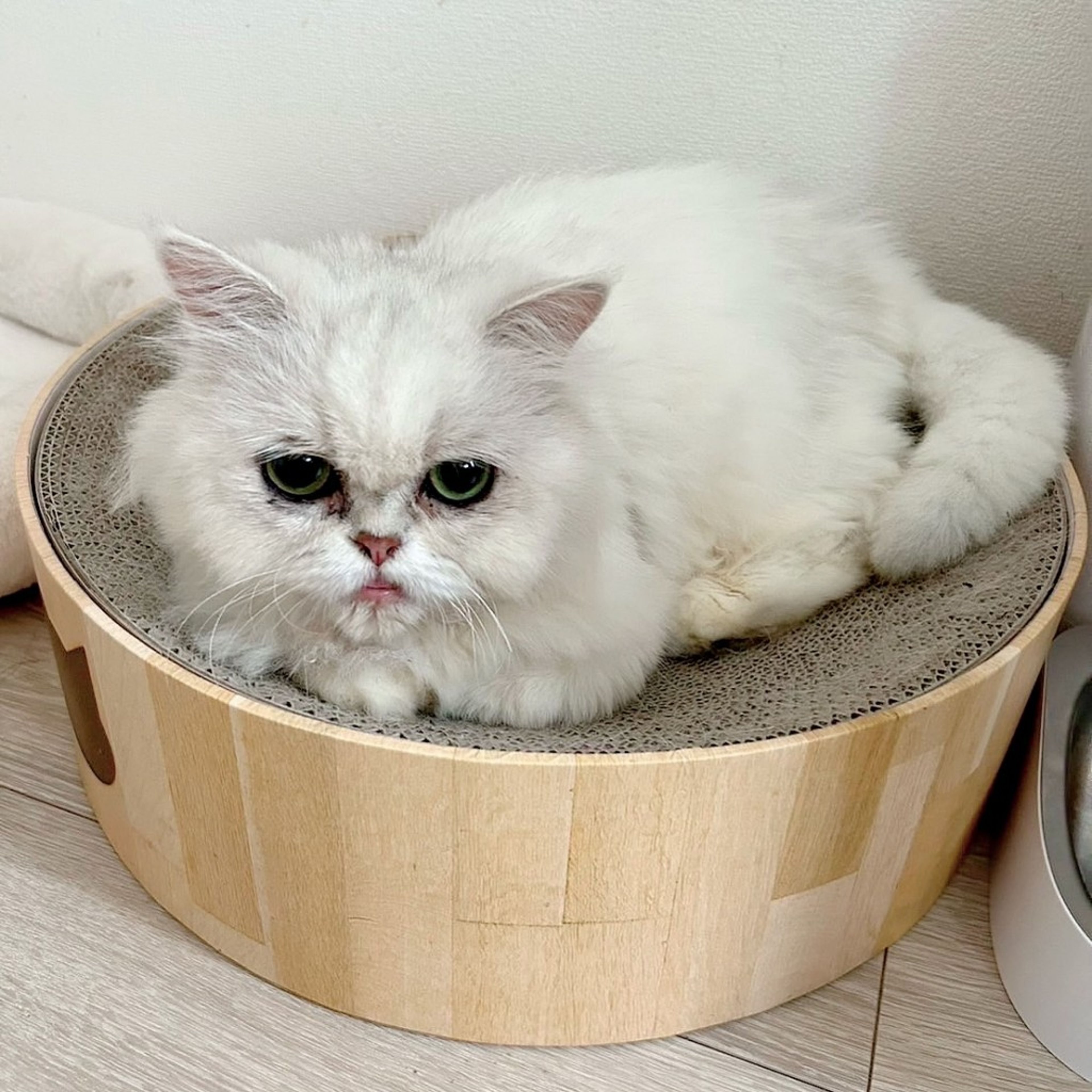 pet-image-5