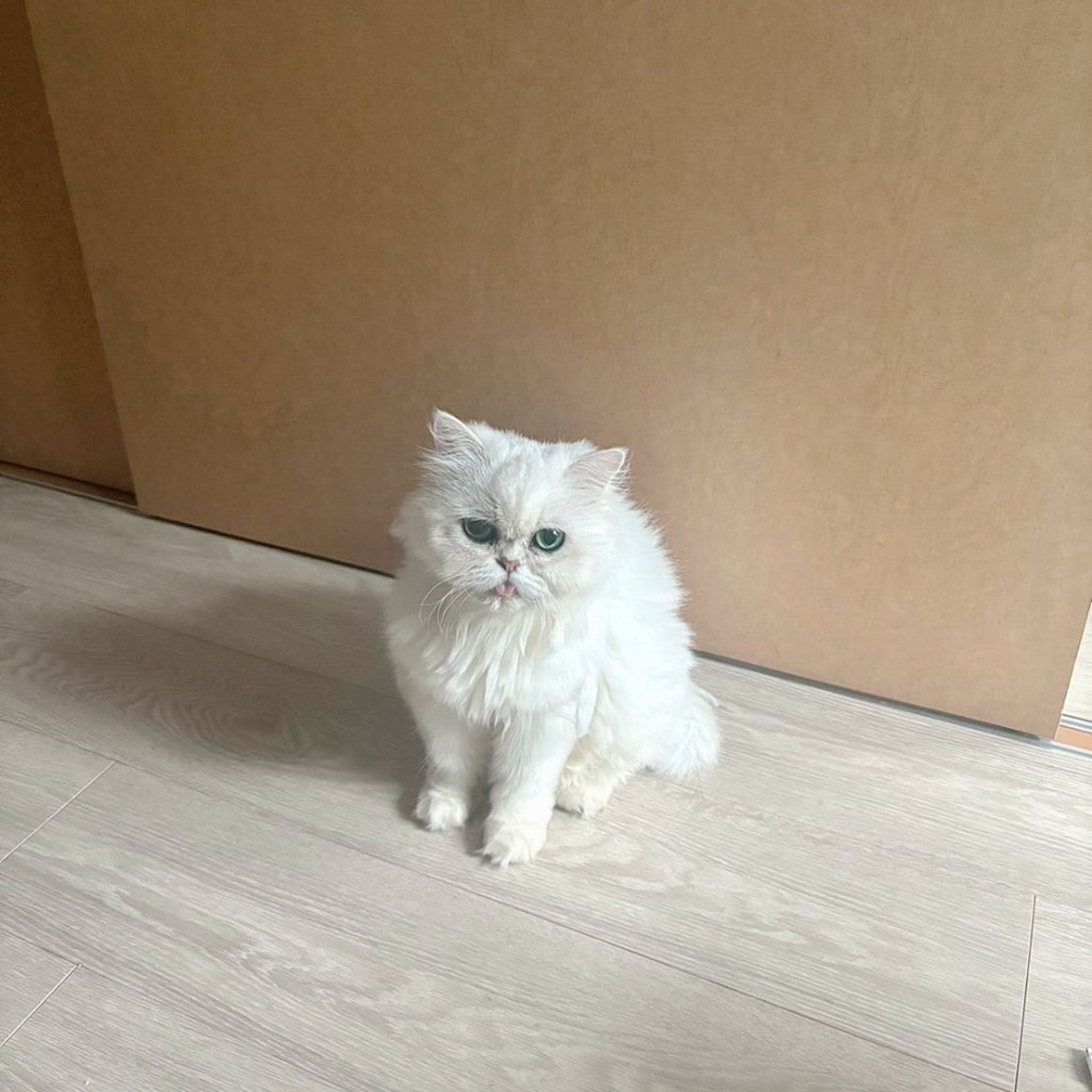 pet-image-8