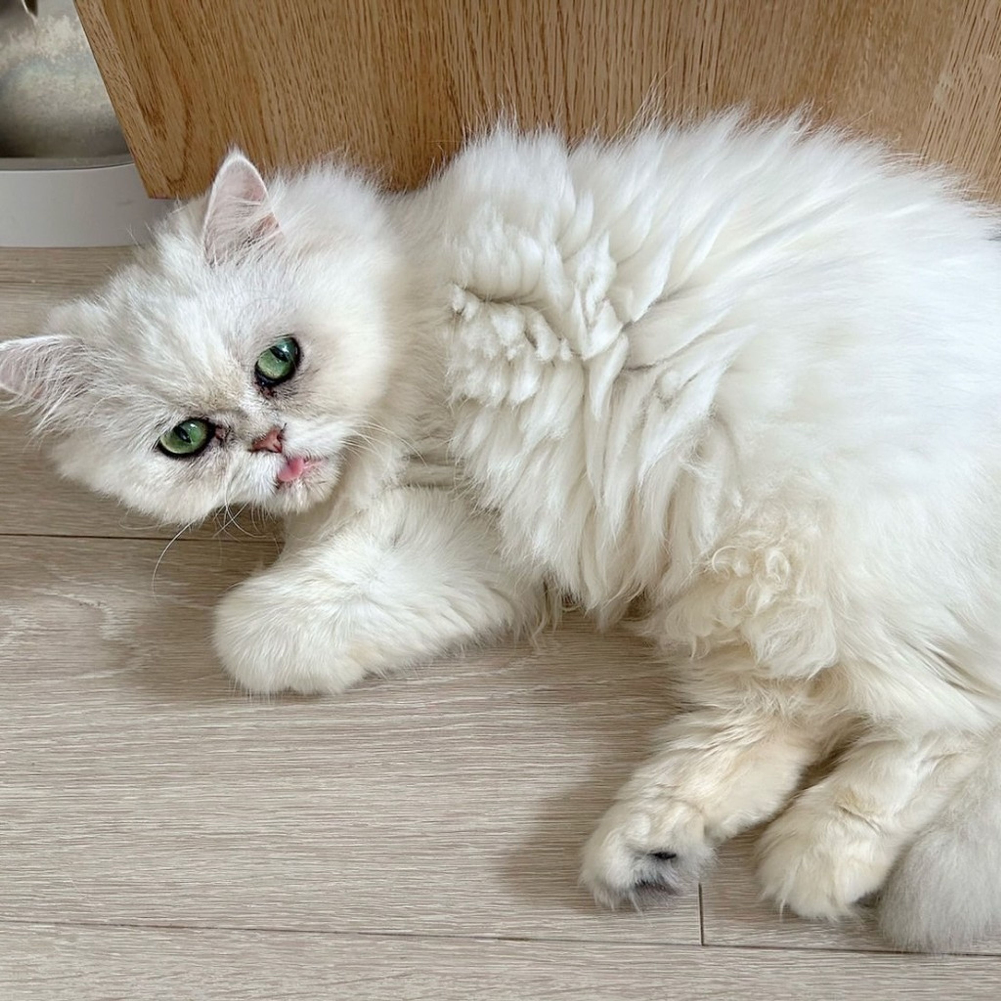 pet-image-3