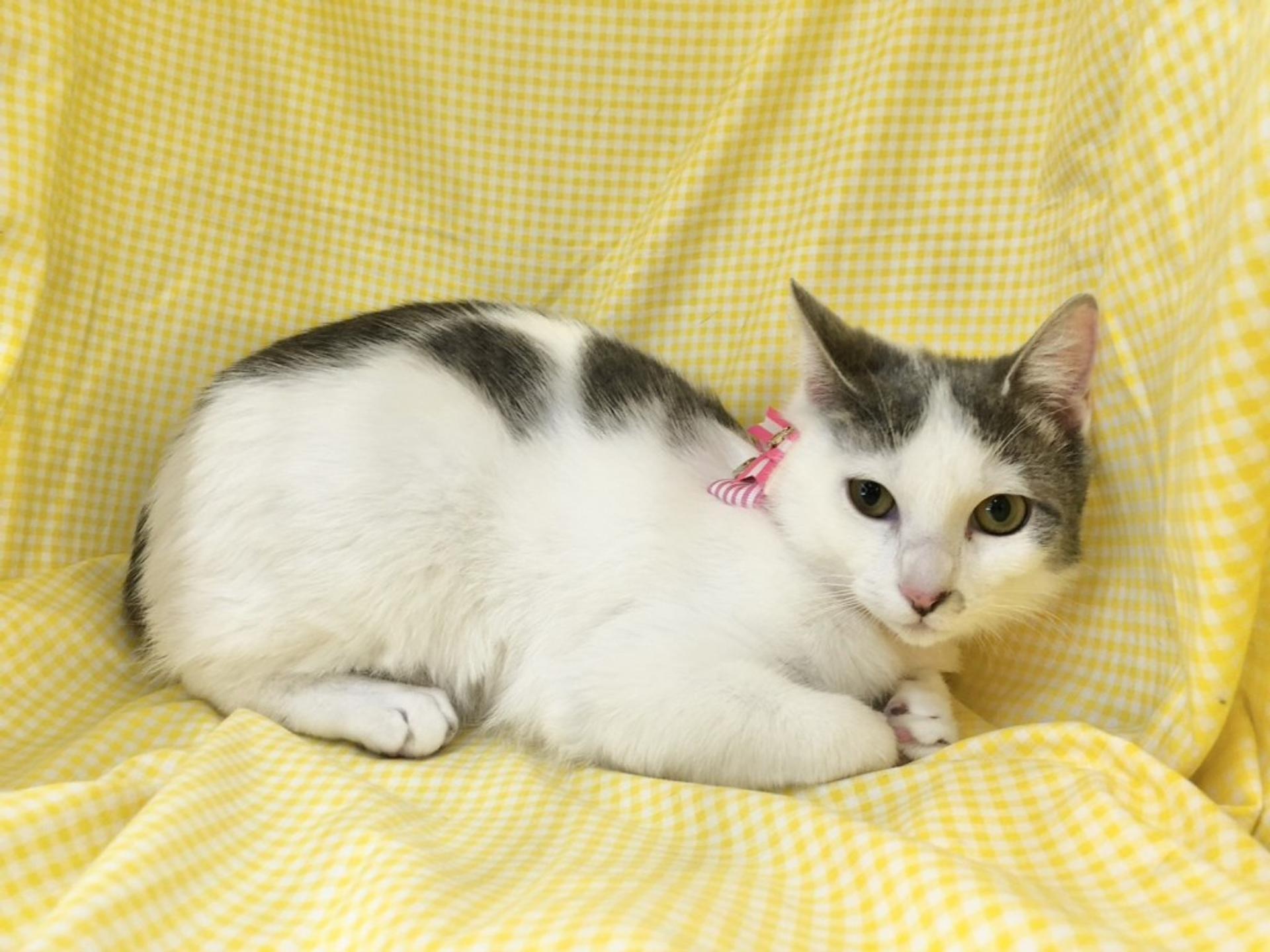 pet-image-2