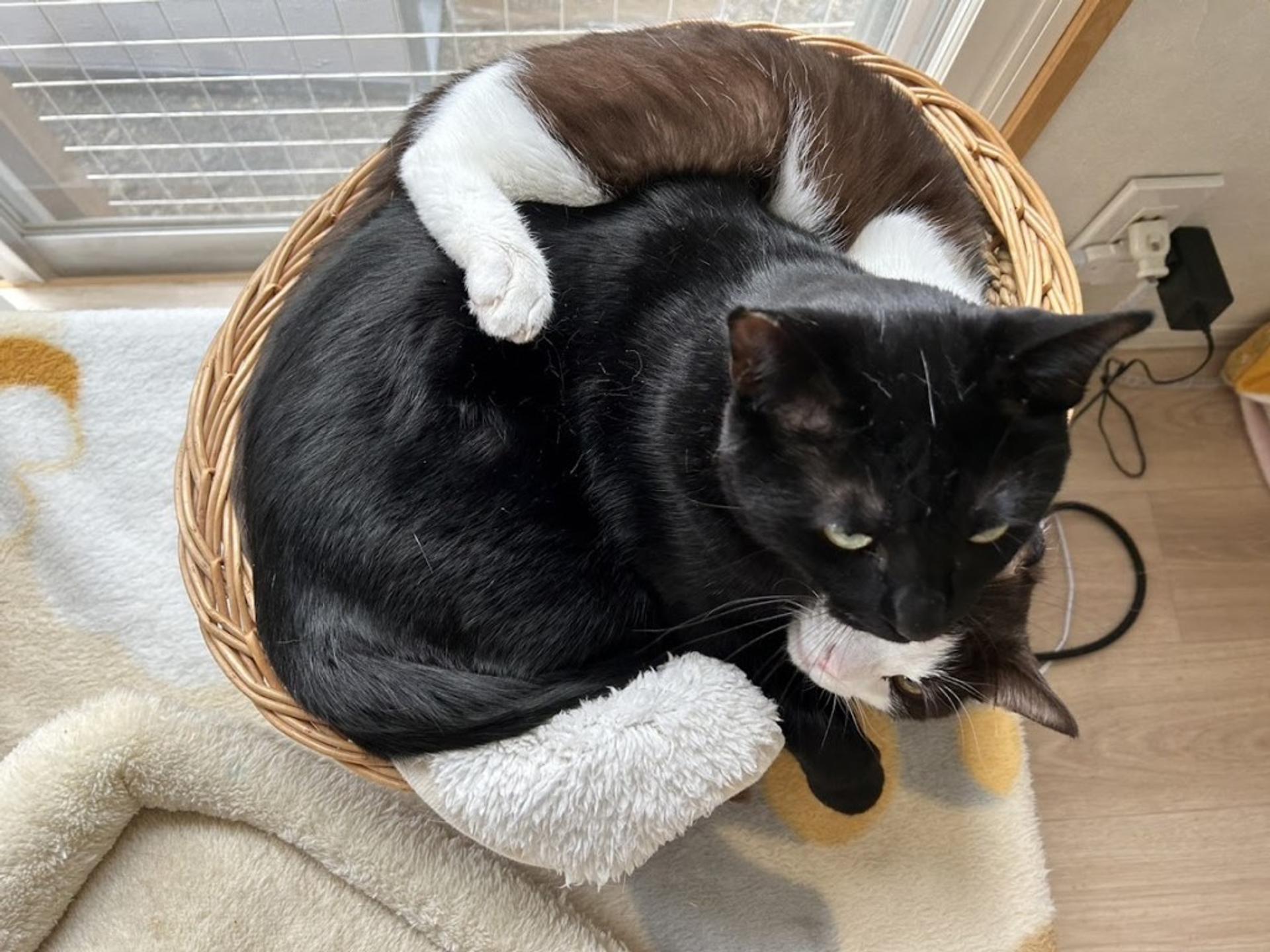 pet-image-8