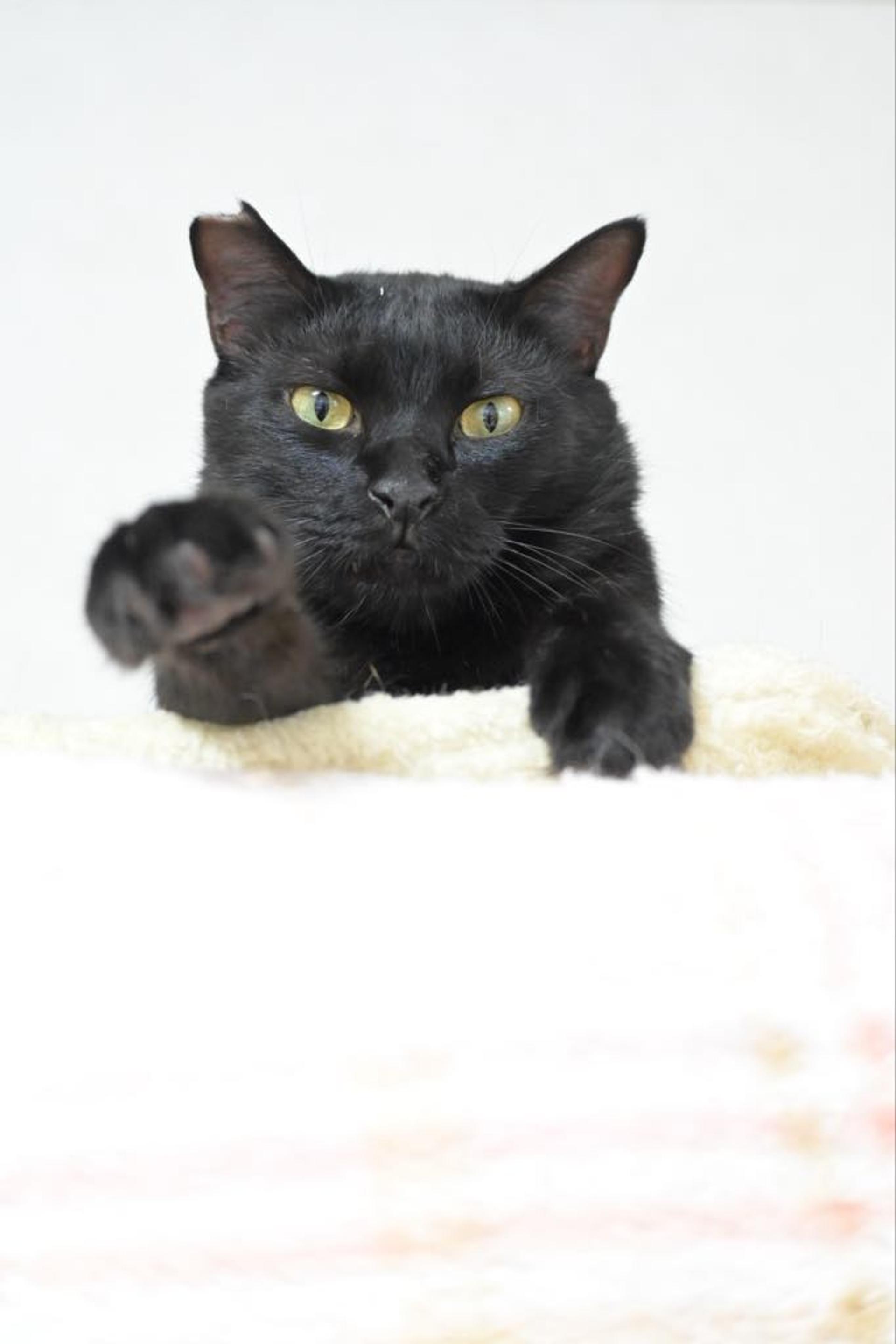 pet-image-2