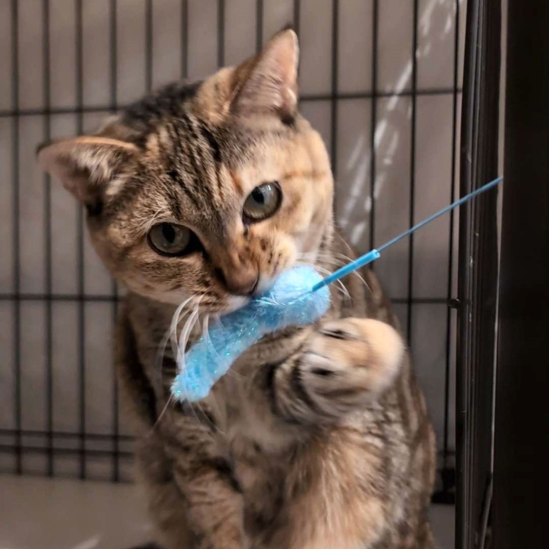 雑種（ミックス猫）・メスの里親募集の写真
