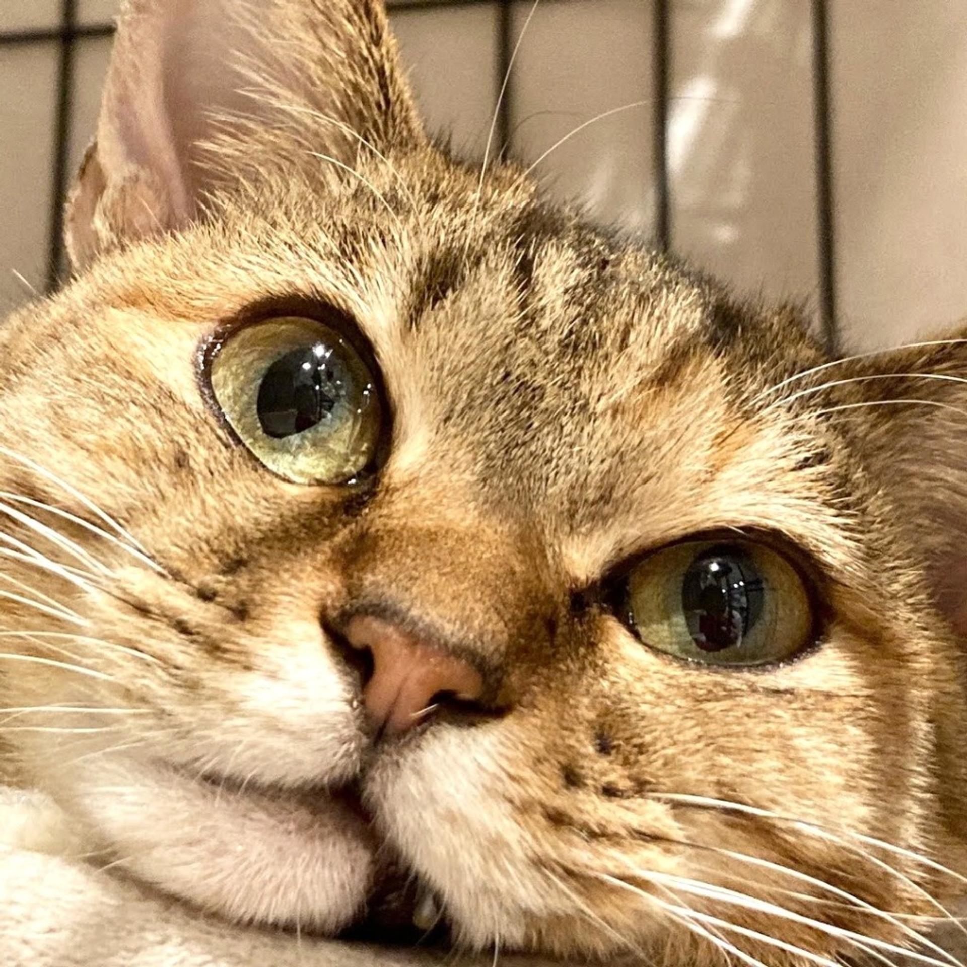 pet-image-2