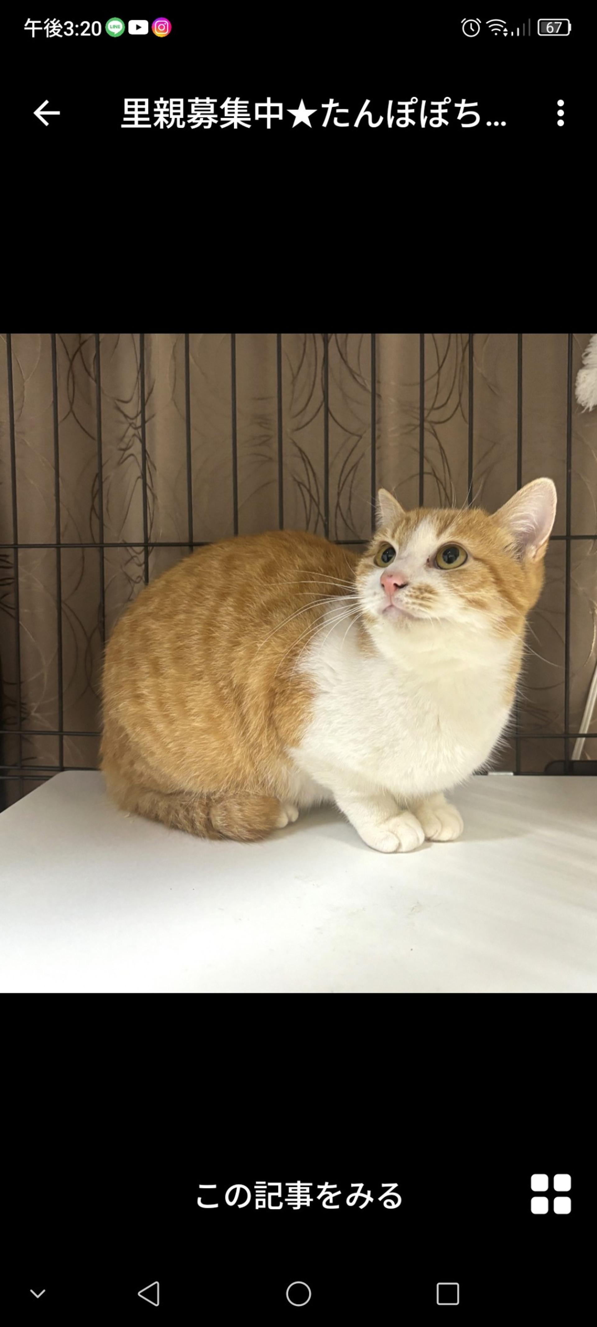 pet-image-2
