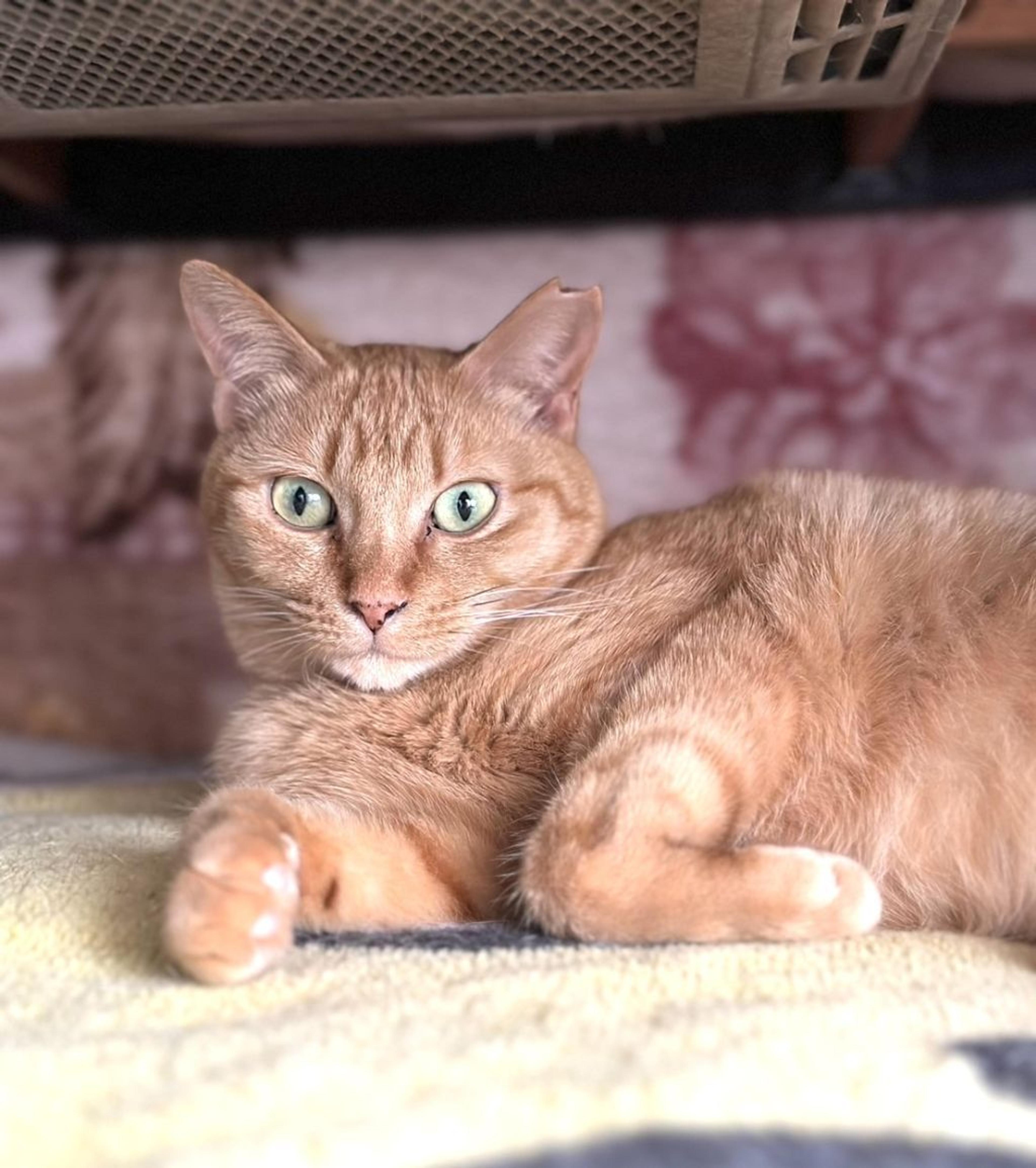 pet-image-5