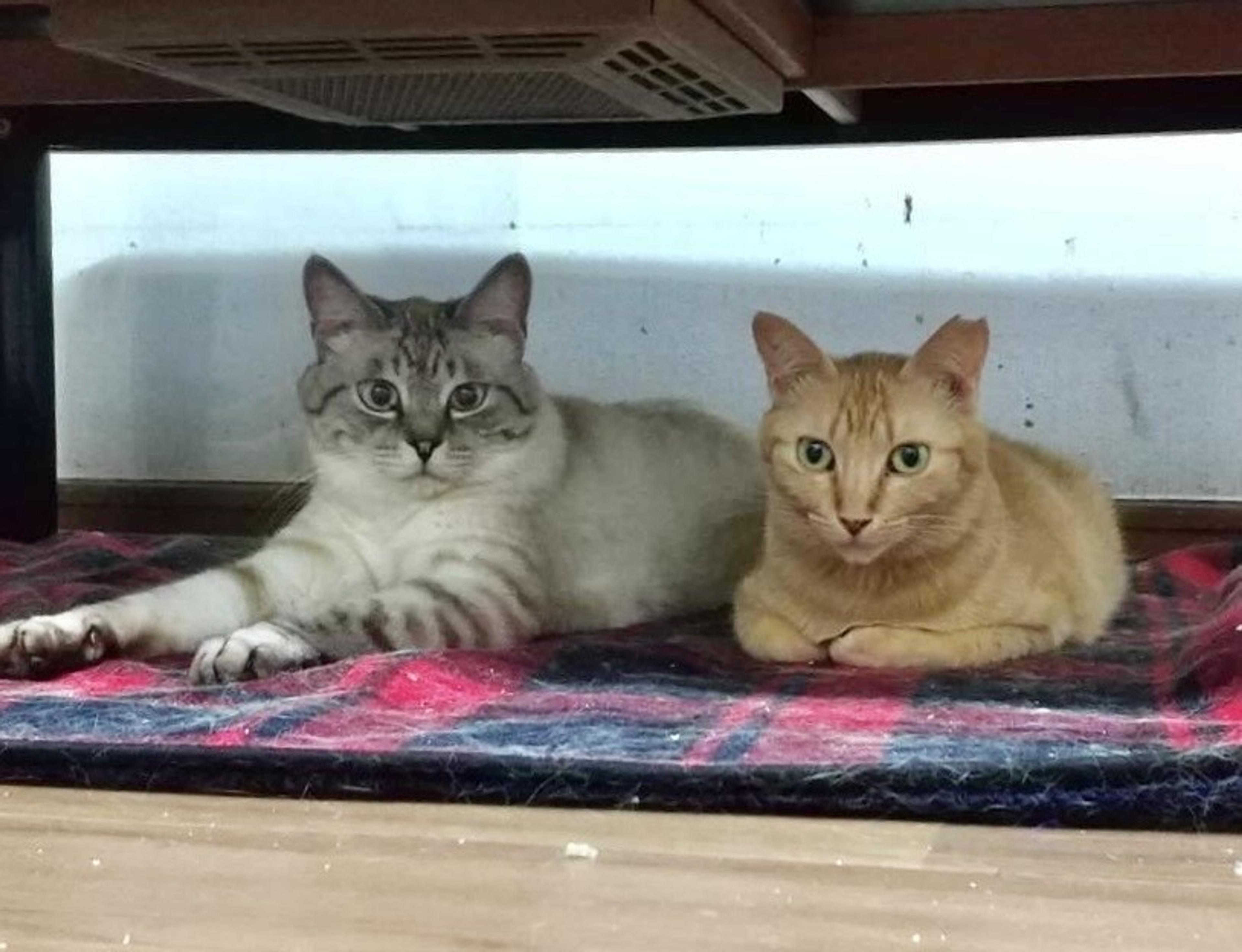 pet-image-3