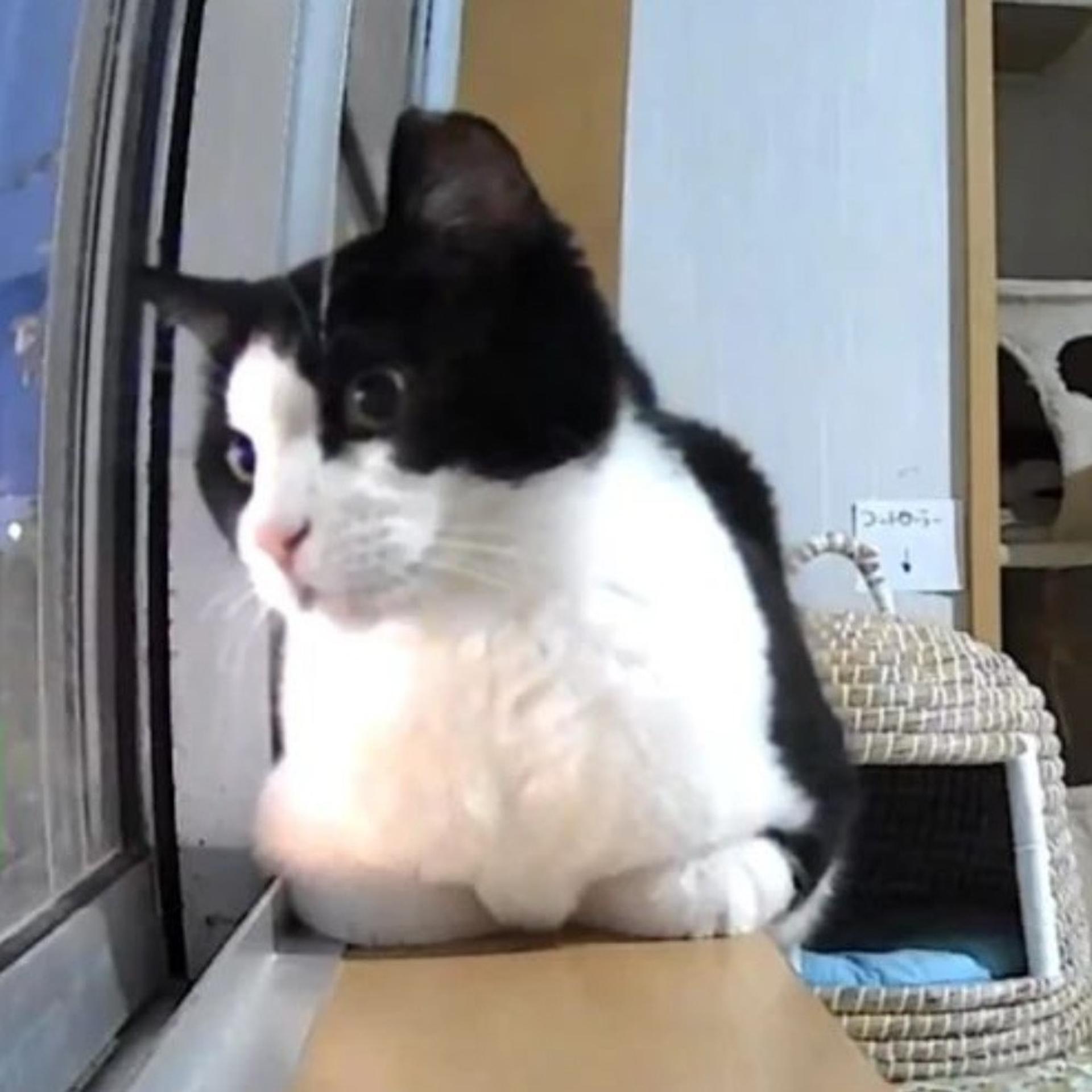 pet-image-6