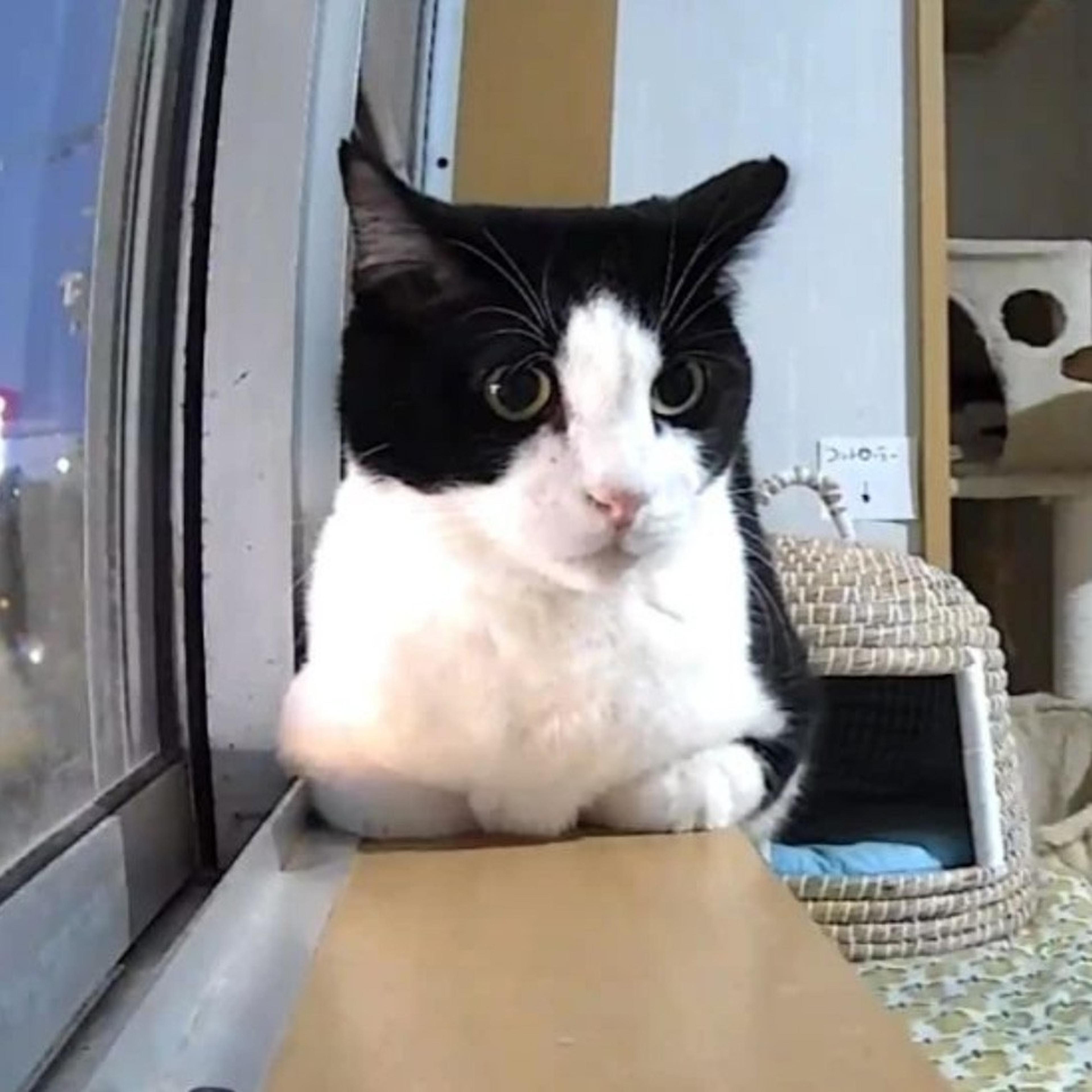 pet-image-7