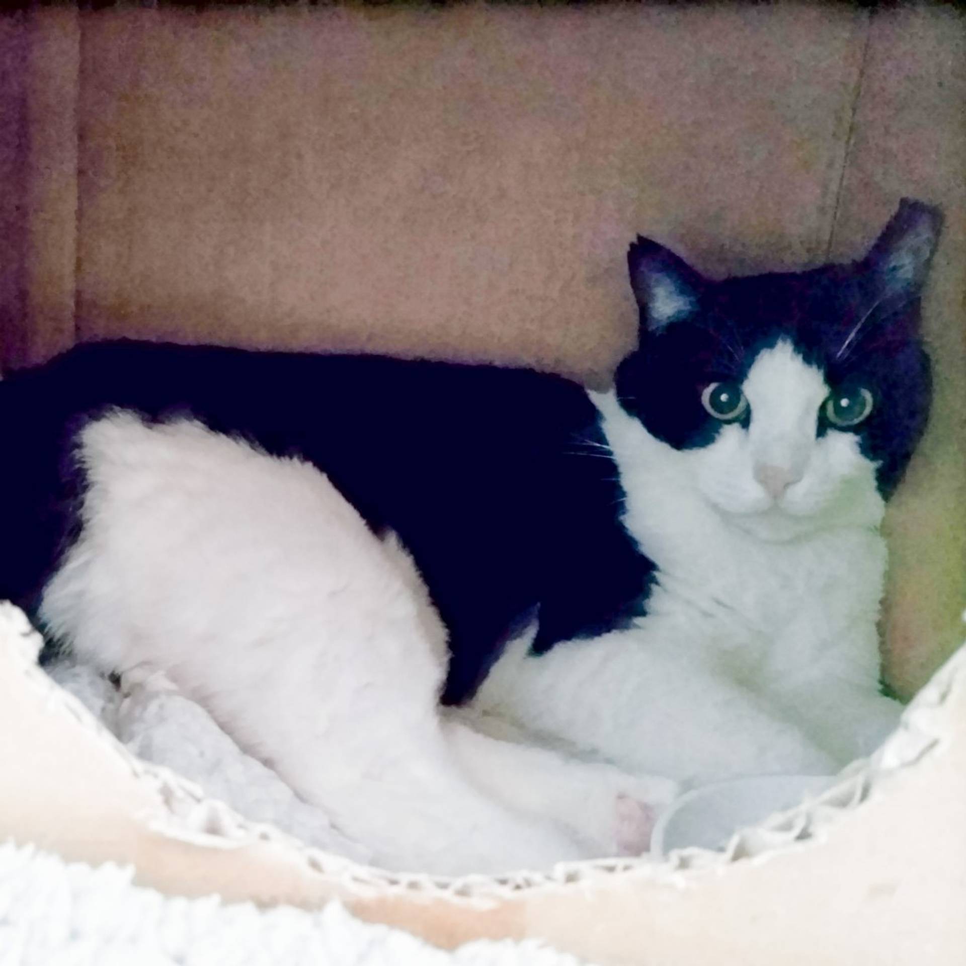 雑種（ミックス猫）・メスの里親募集の写真