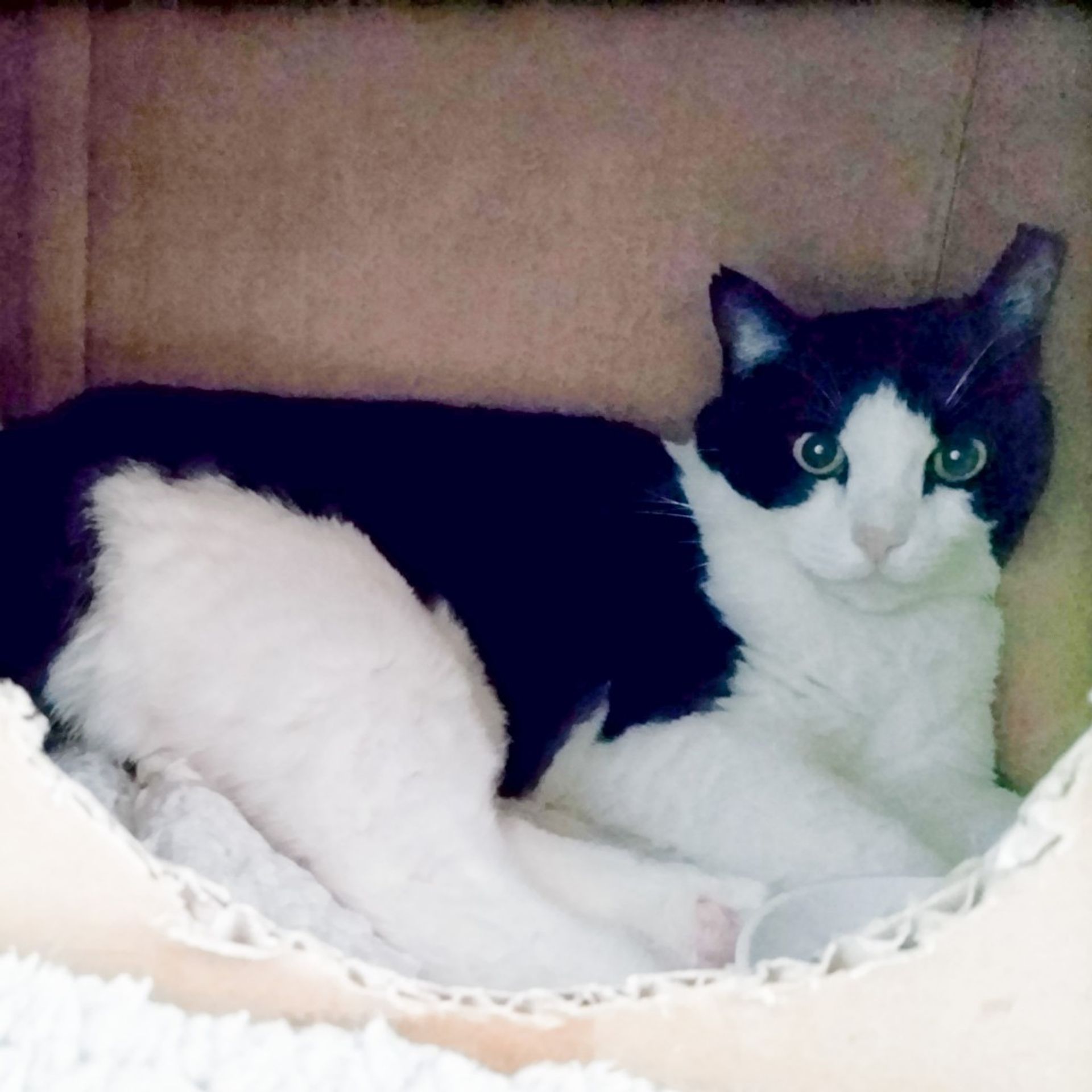 雑種（ミックス猫）・メスの里親募集の写真