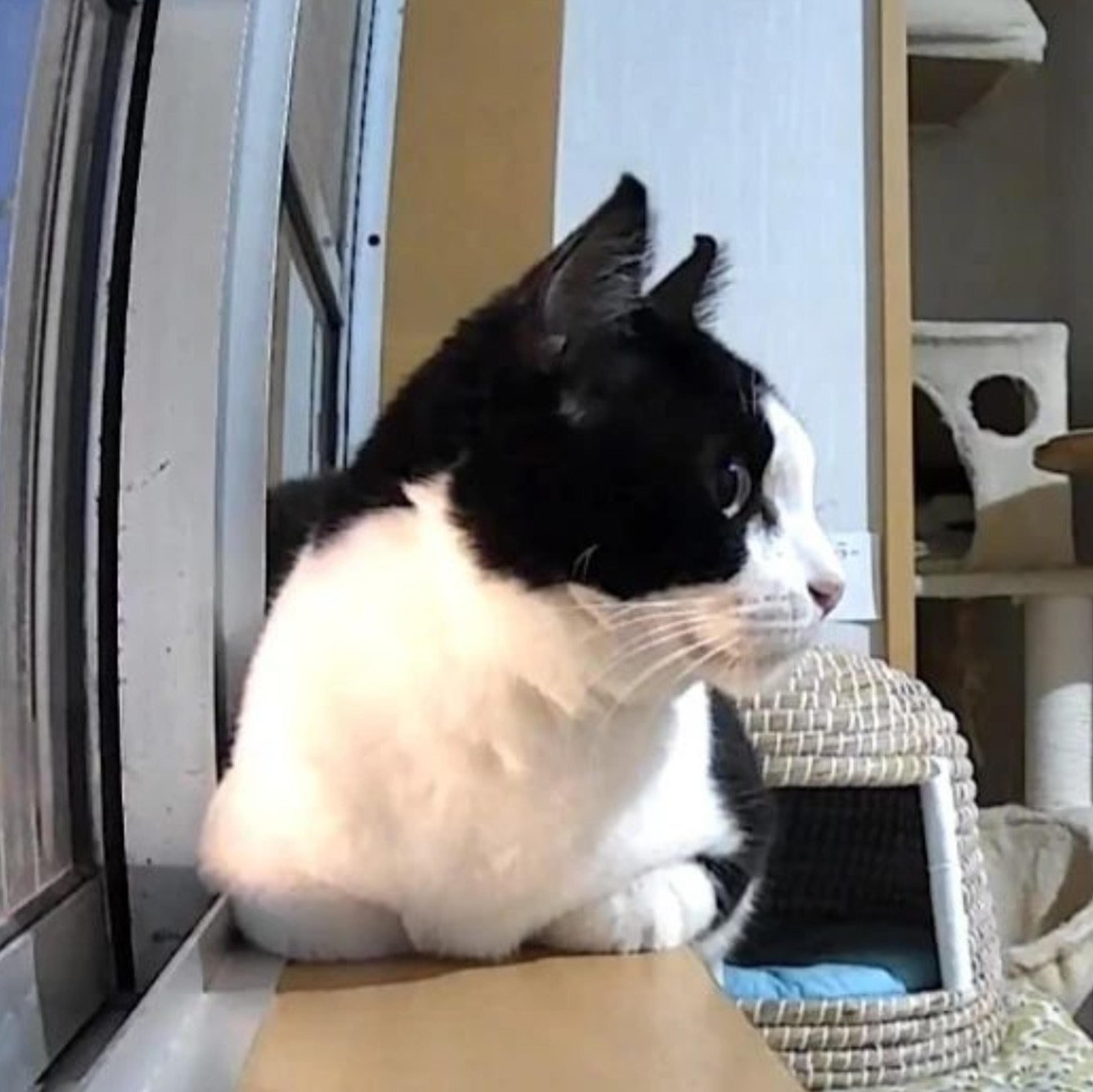 pet-image-8