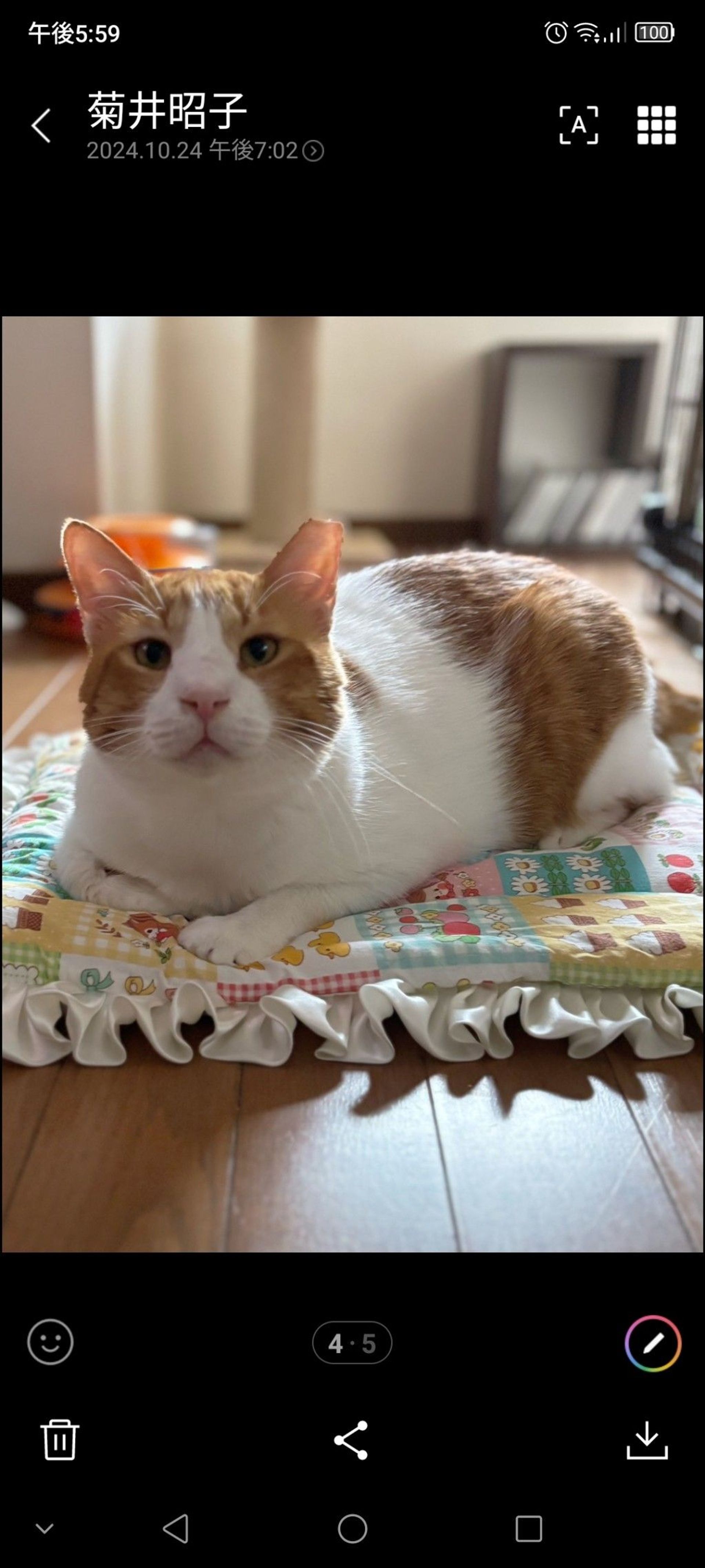 雑種（ミックス猫）・オスの里親募集の写真