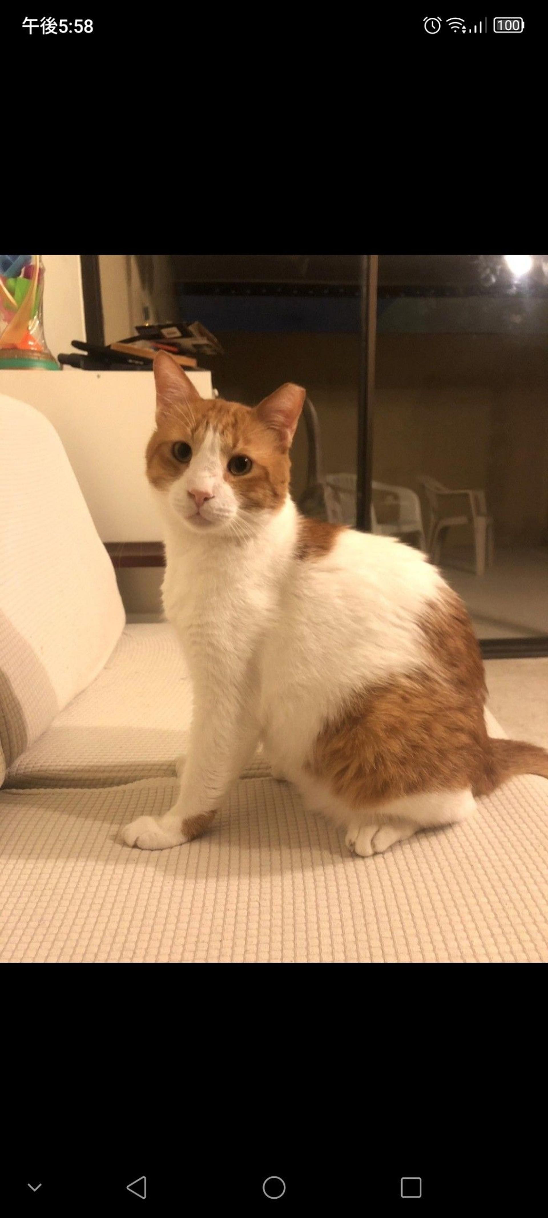 pet-image-4