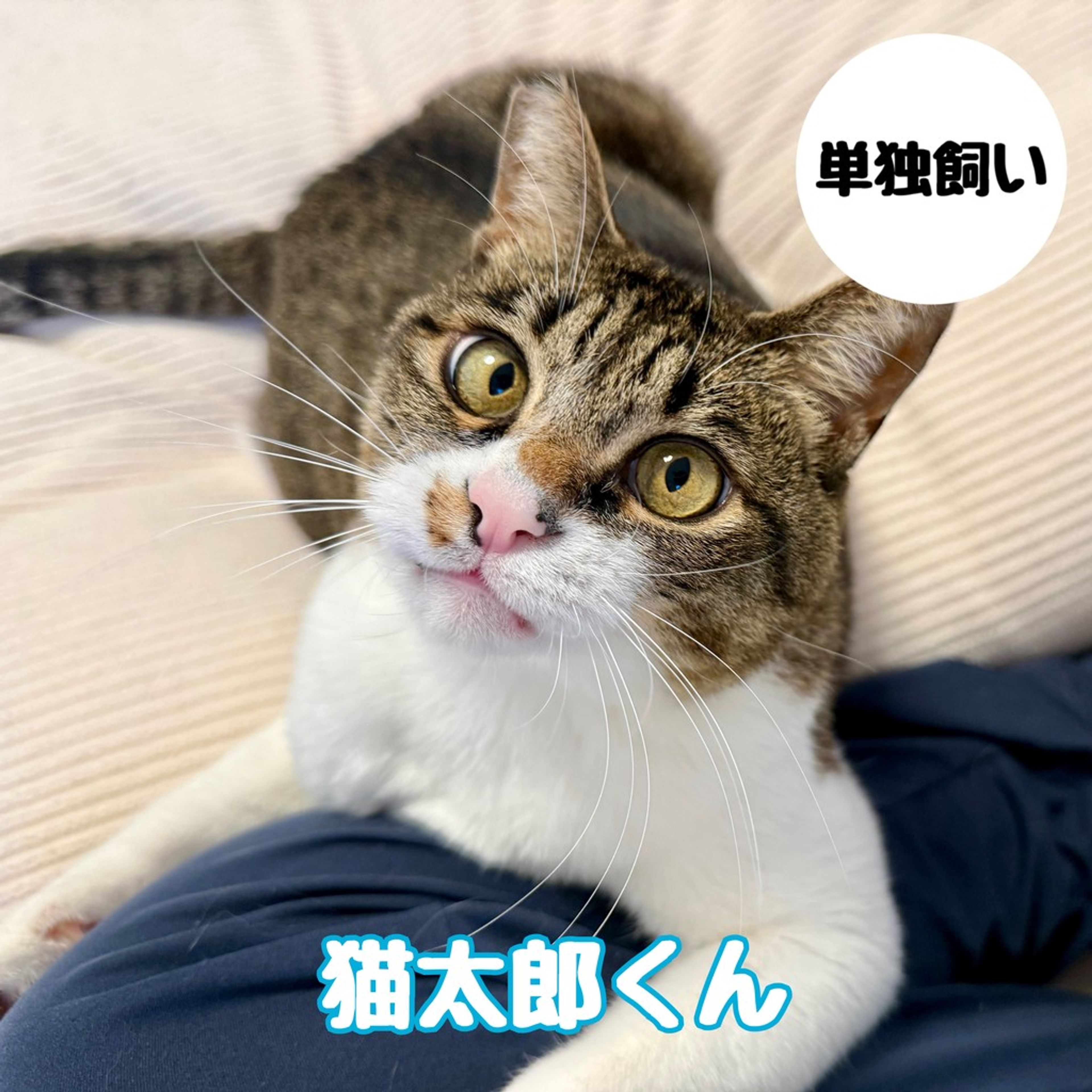 雑種（ミックス猫）・オスの里親募集の写真