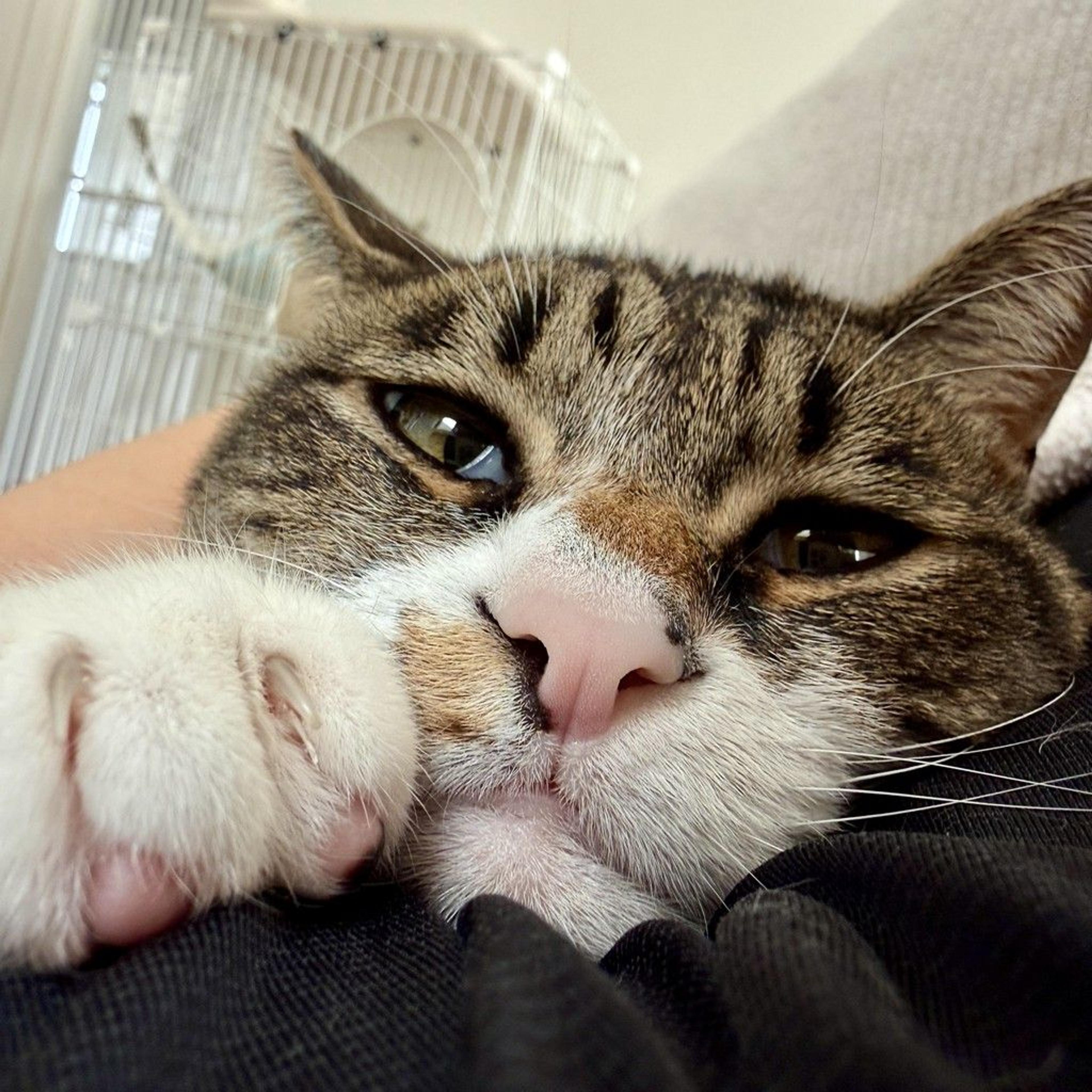 pet-image-3