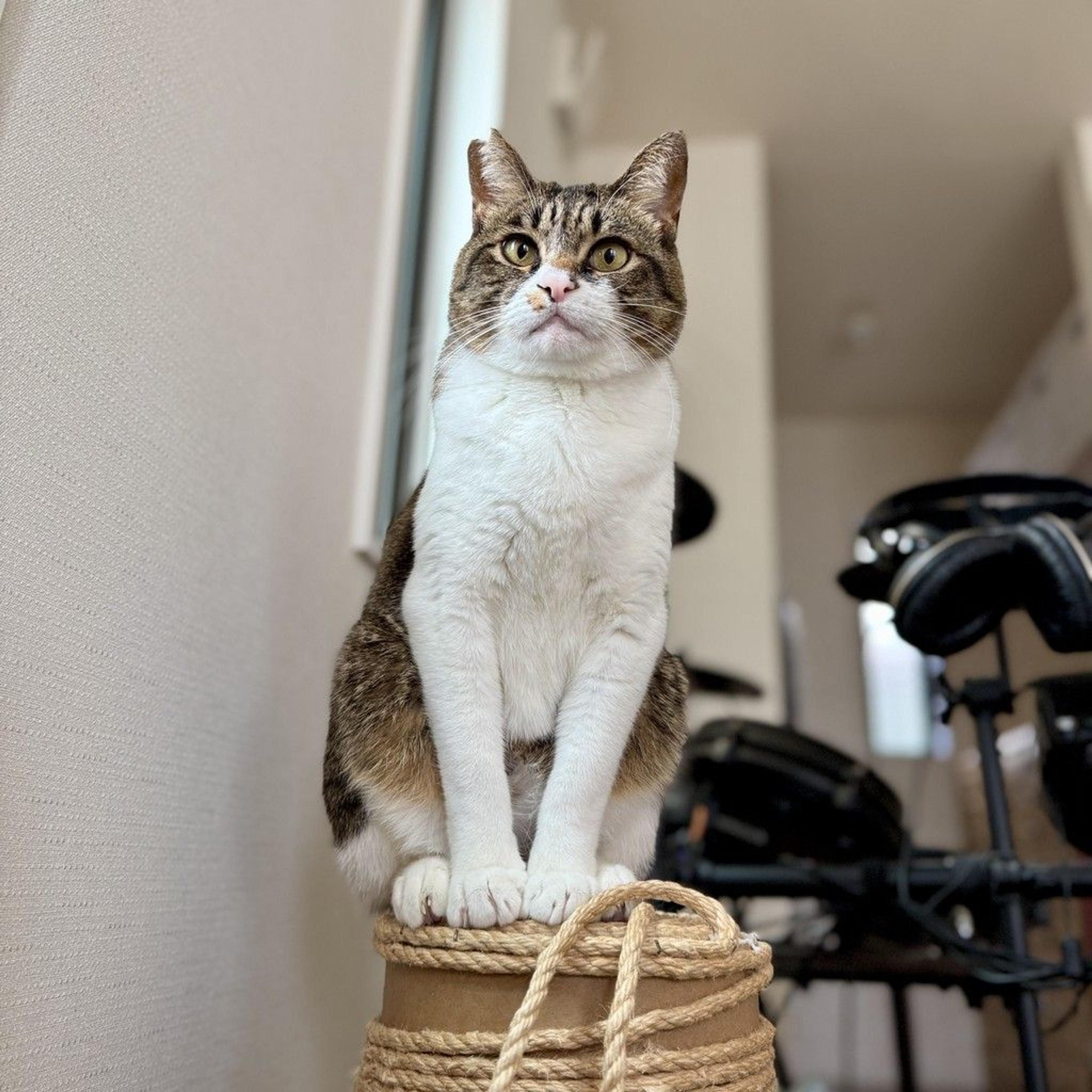 pet-image-5
