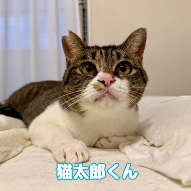 猫太郎の写真