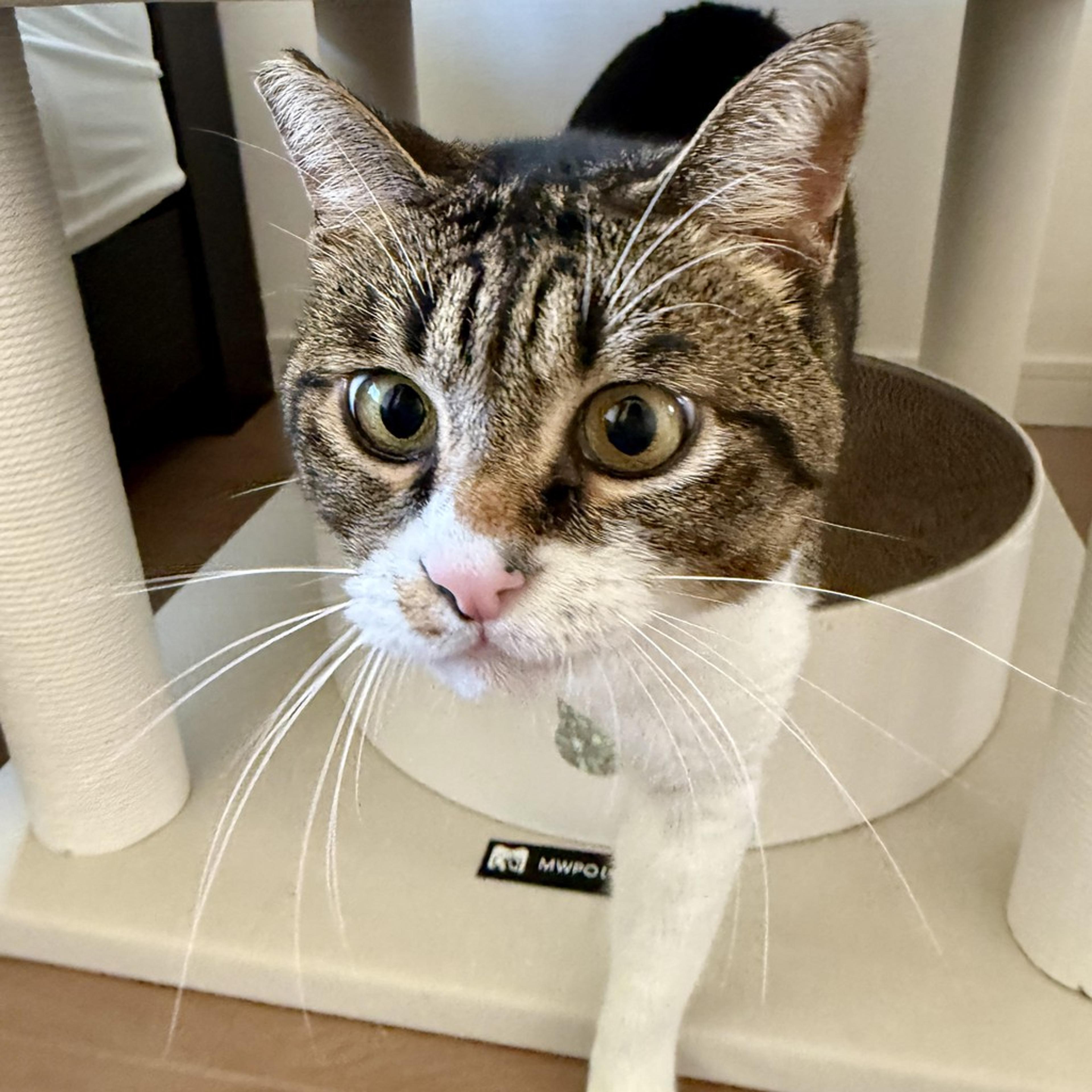 pet-image-2