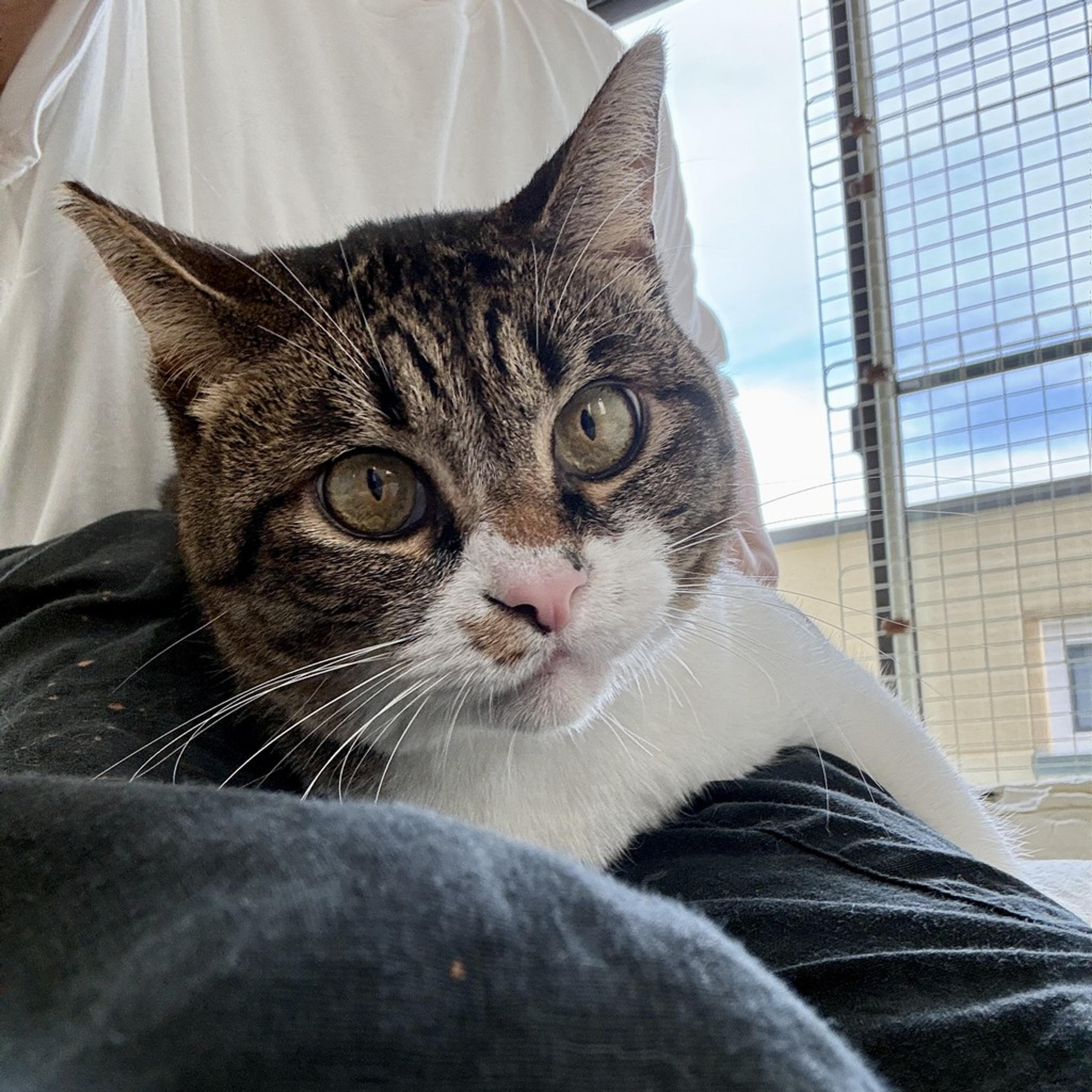 pet-image-5