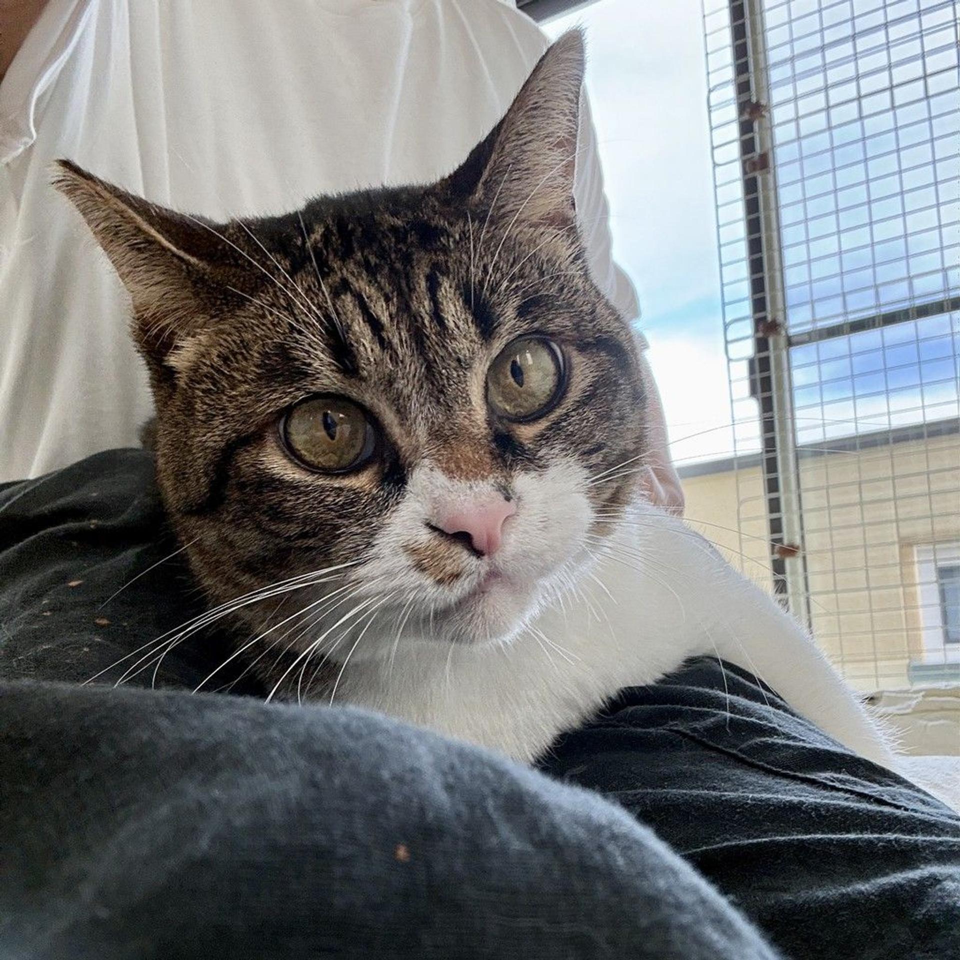 pet-image-5