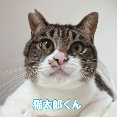 猫太郎