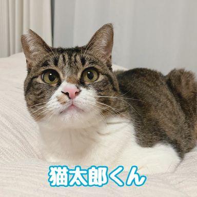 猫太郎