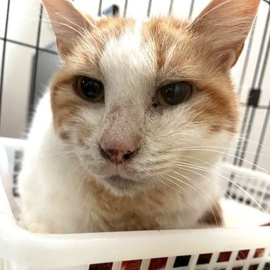 雑種（ミックス猫）・メスの里親募集の写真