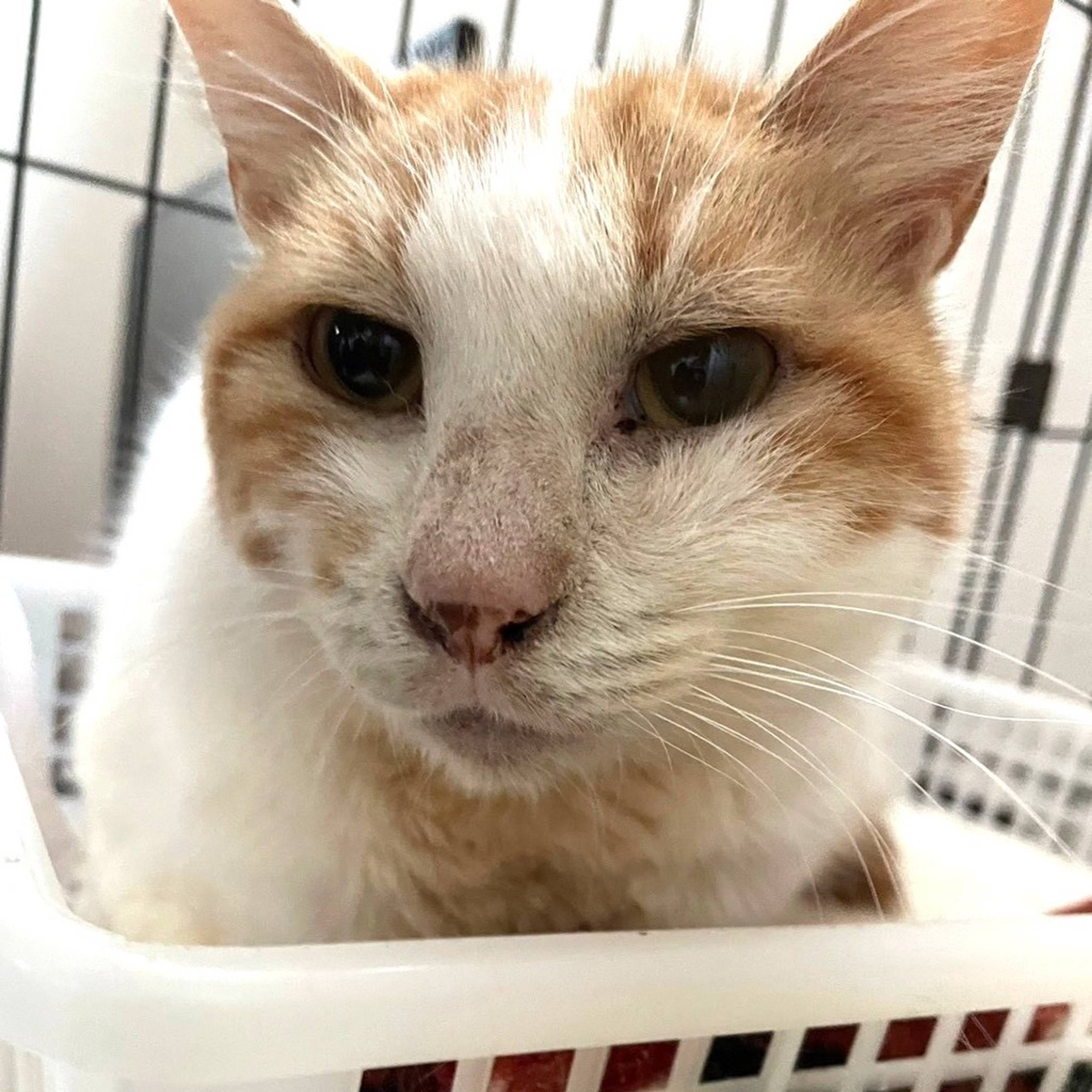 雑種（ミックス猫）・メスの里親募集の写真