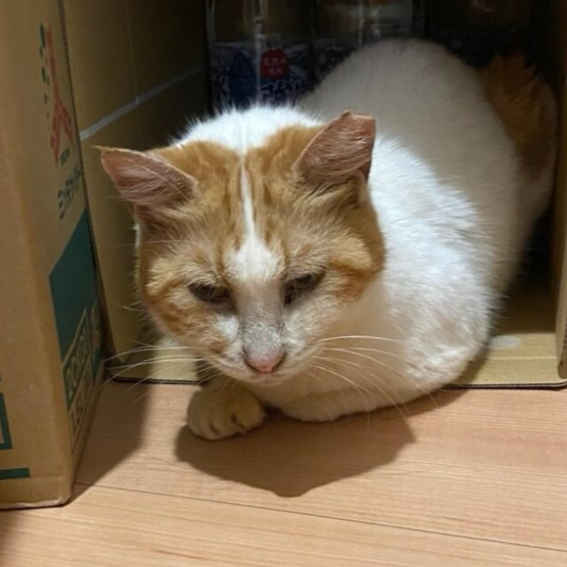 pet-image-5