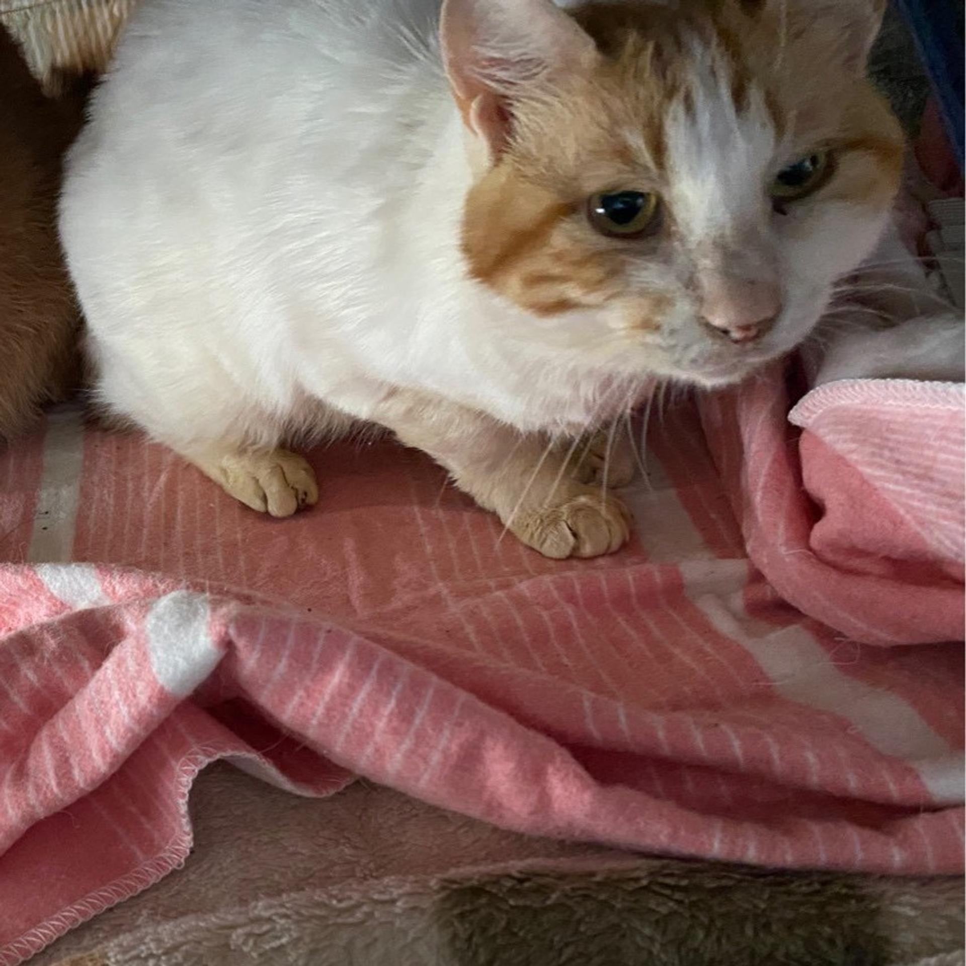 pet-image-6