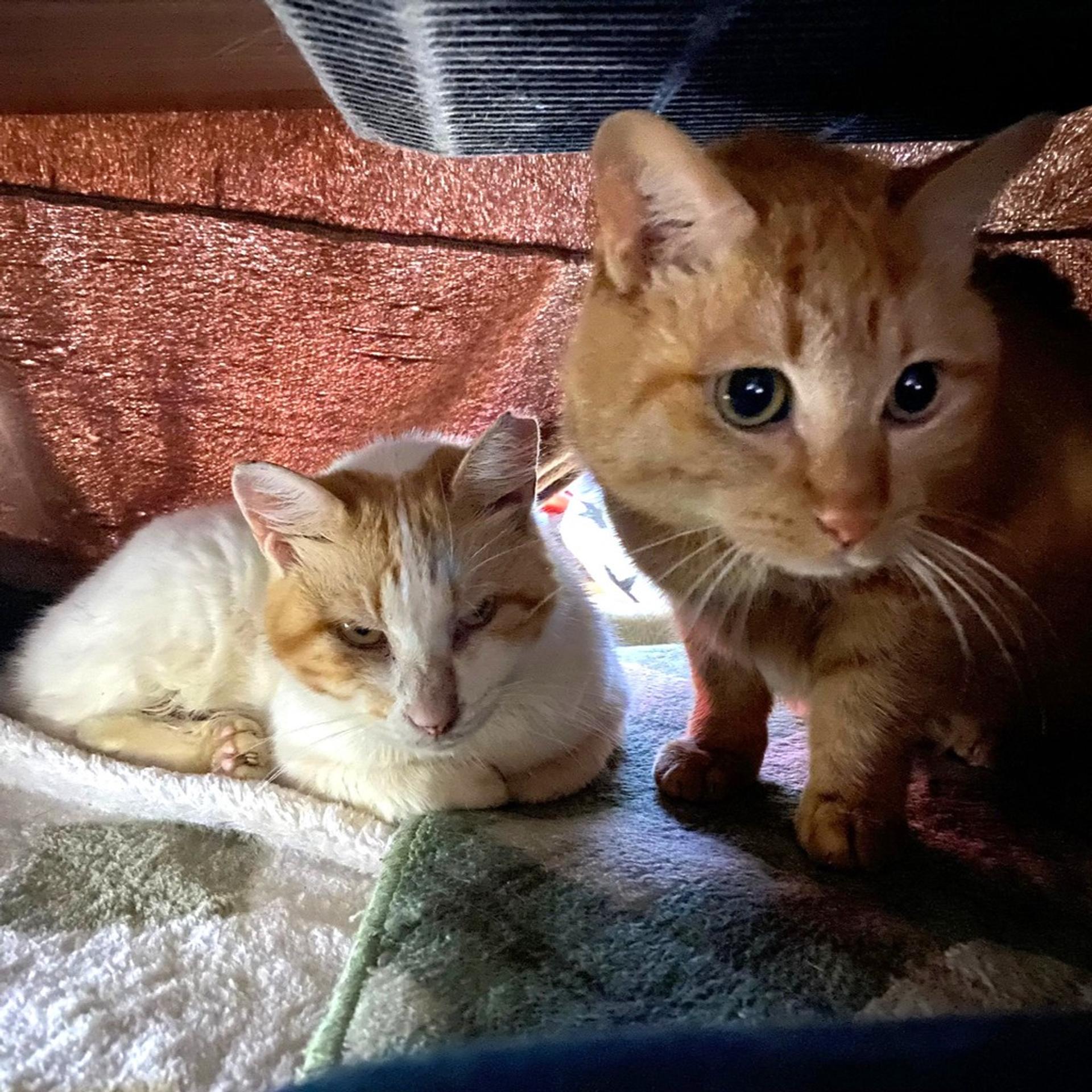 pet-image-7