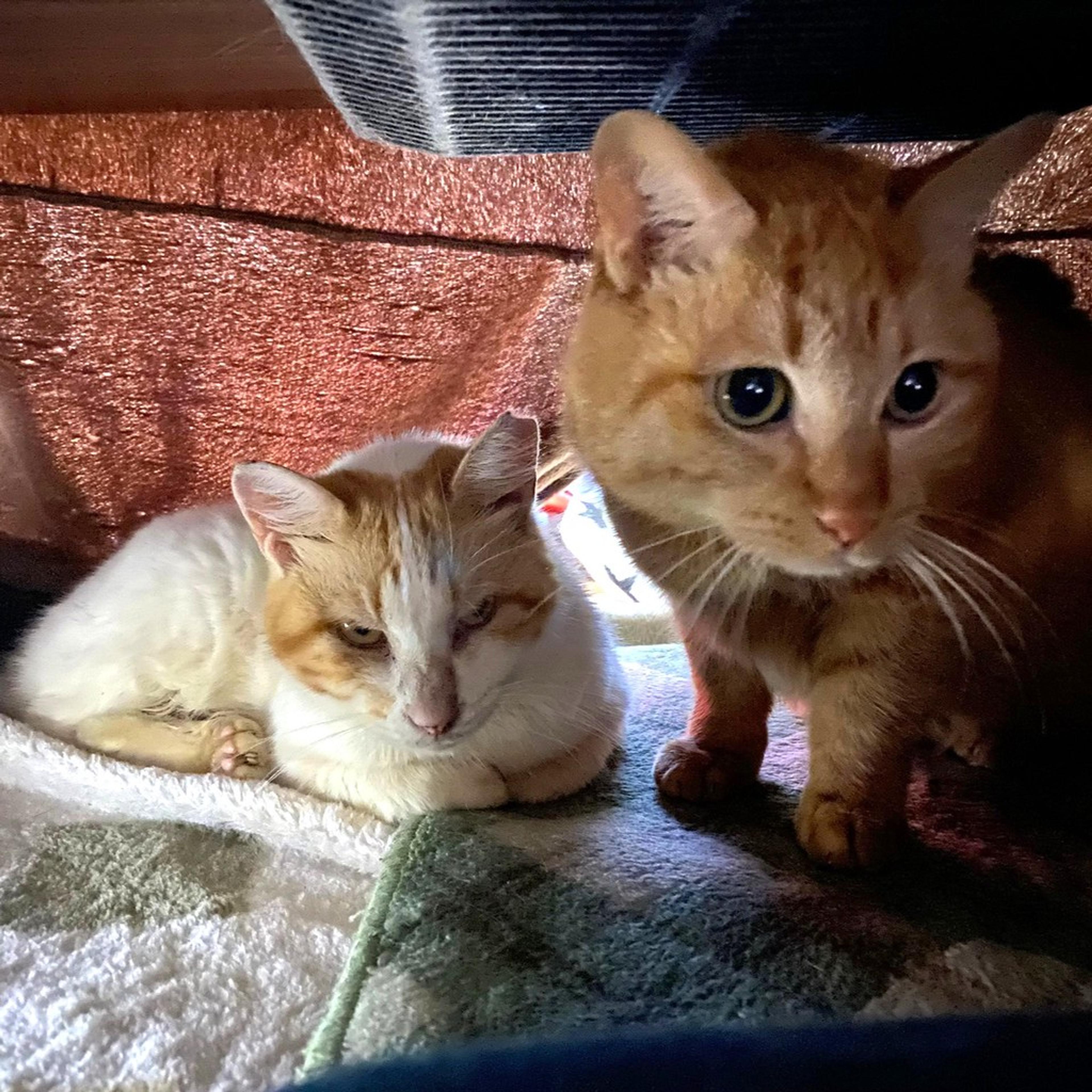 pet-image-7