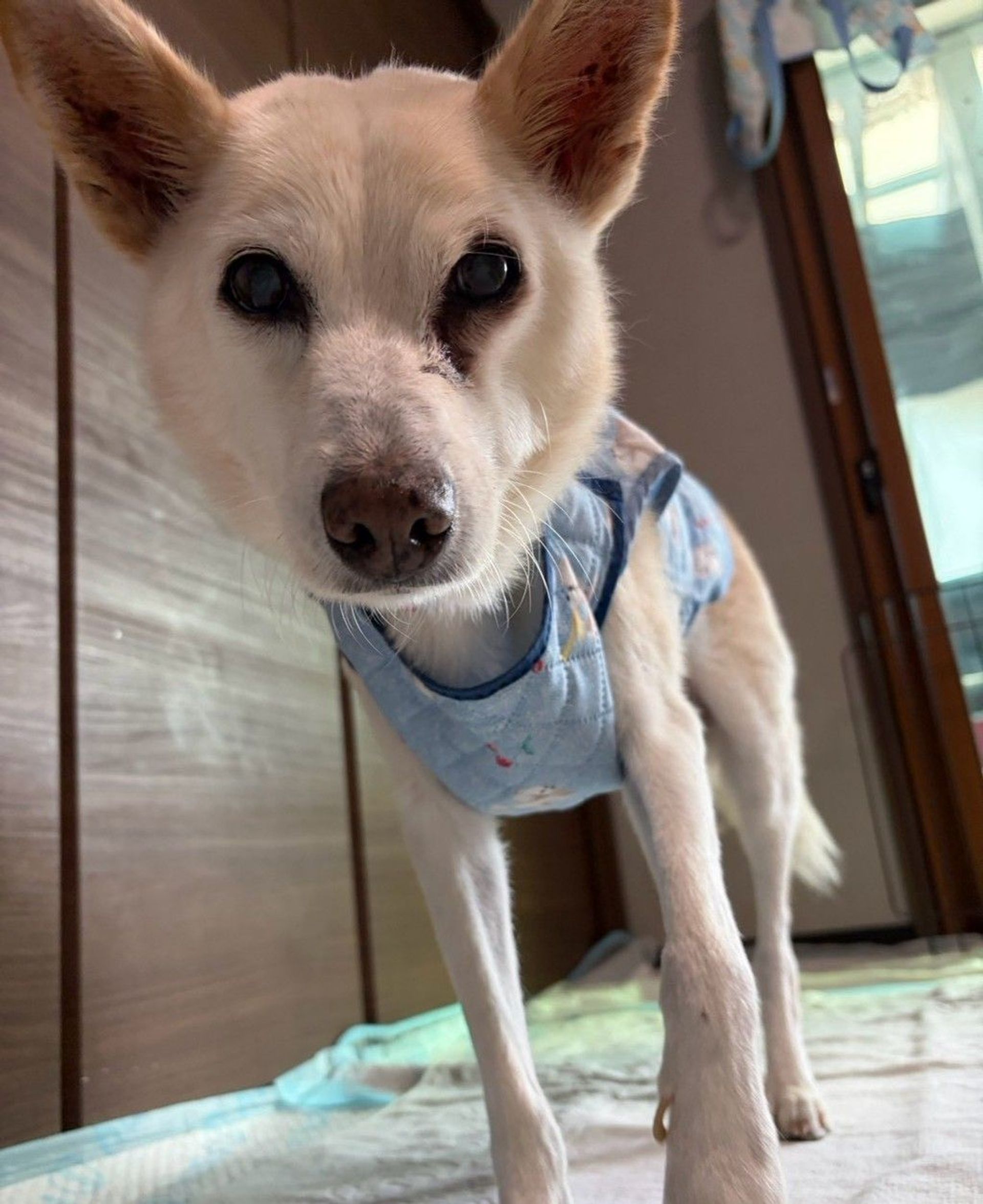 雑種（ミックス犬）・オスの里親募集の写真