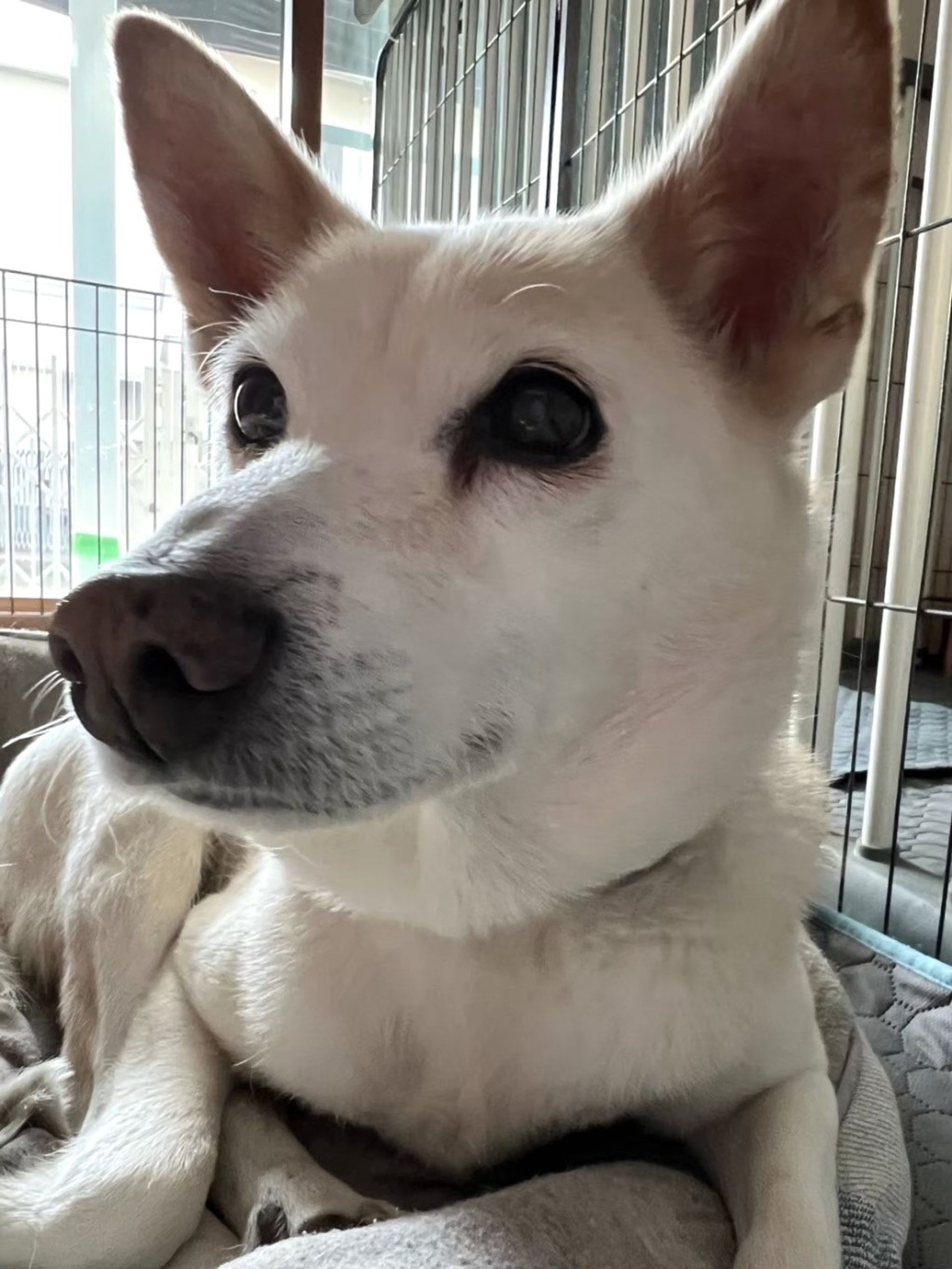 雑種（ミックス犬）・オスの里親募集の写真