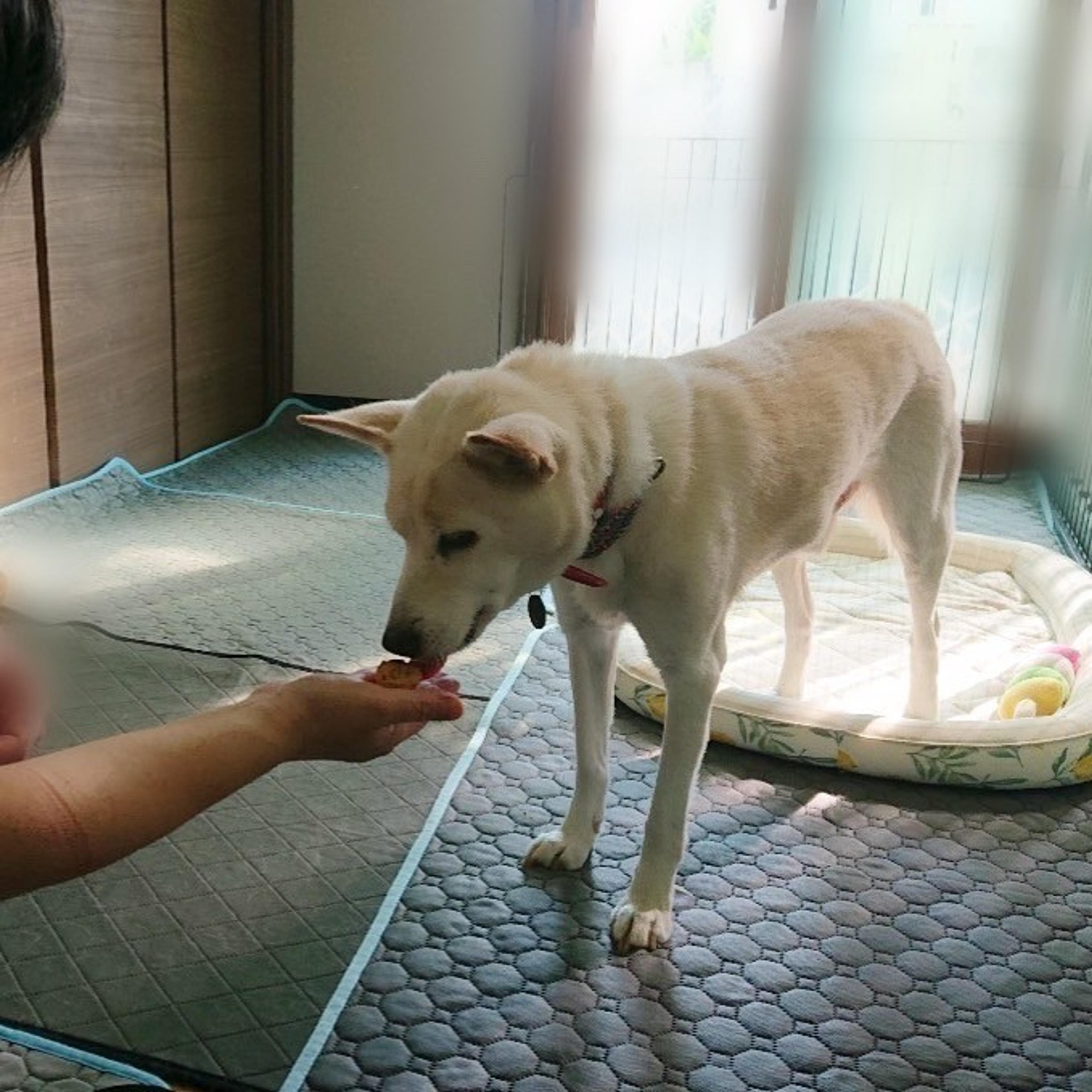 pet-image-4