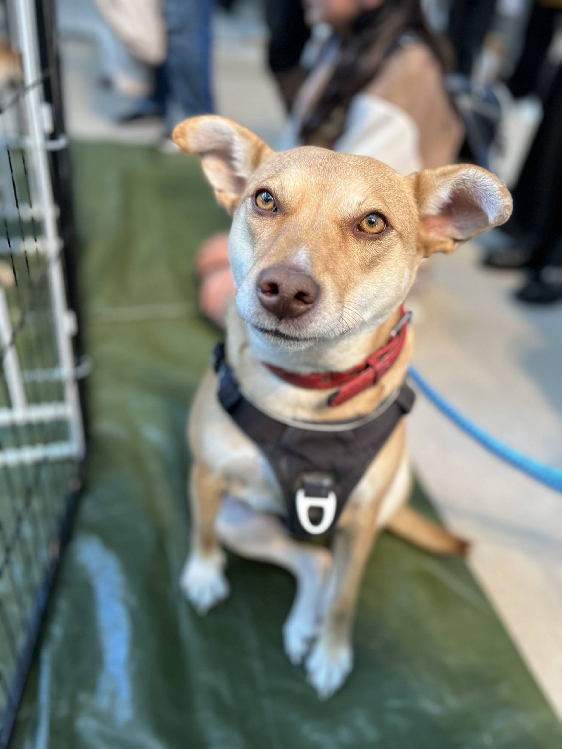 雑種（ミックス犬）・メスの里親募集の写真