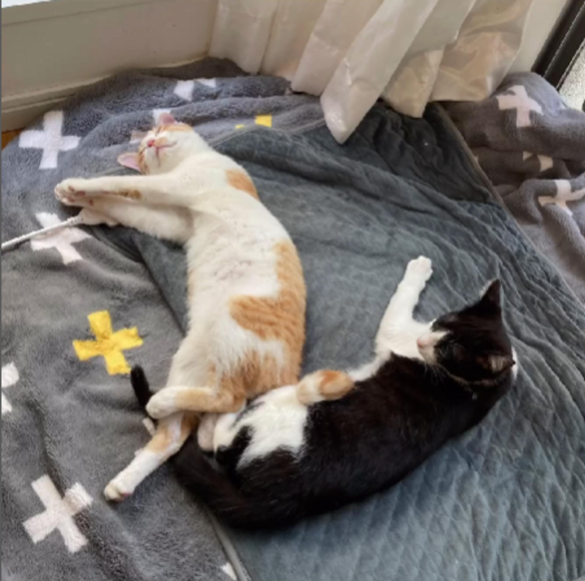 pet-image-10