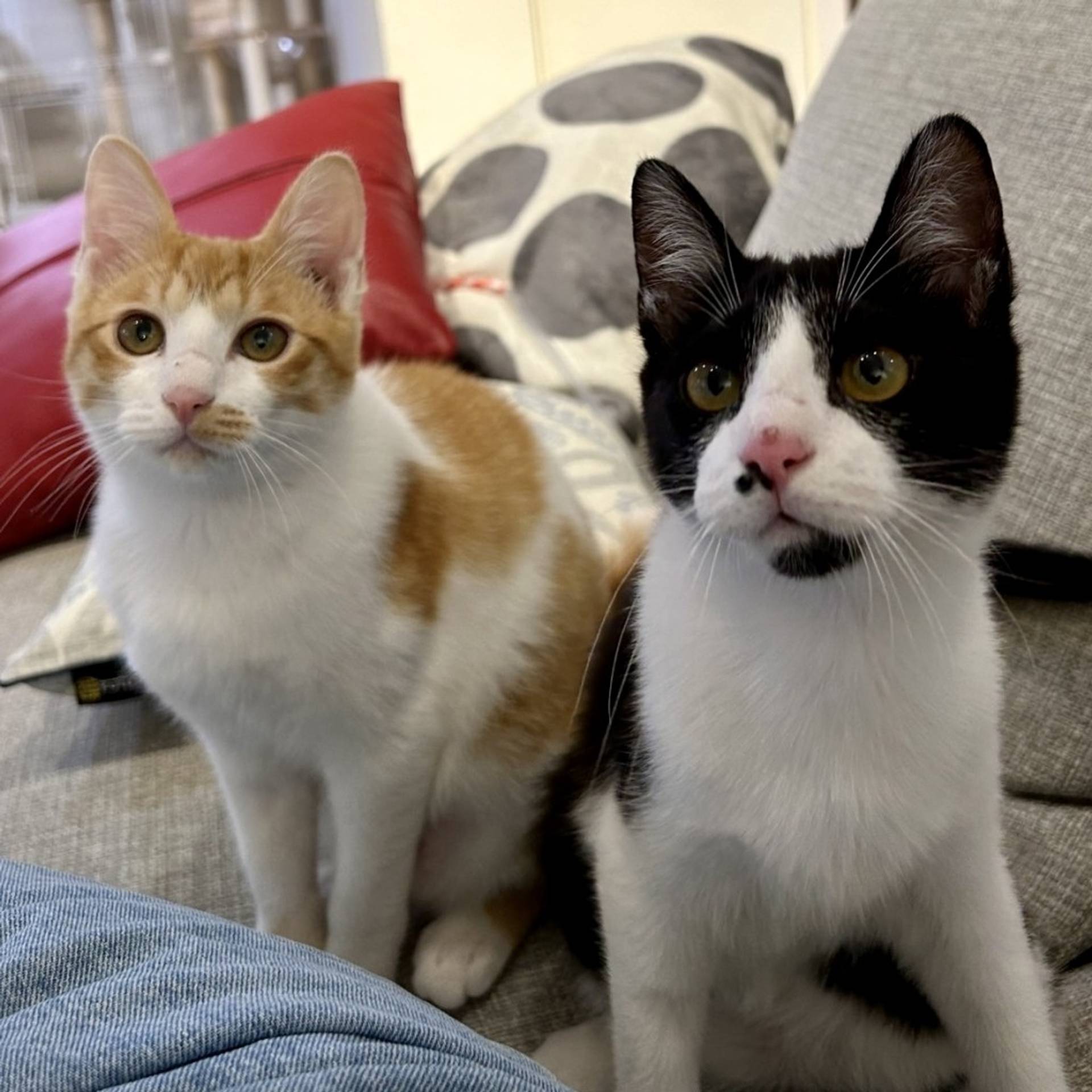 雑種（ミックス猫）・オスの里親募集の写真