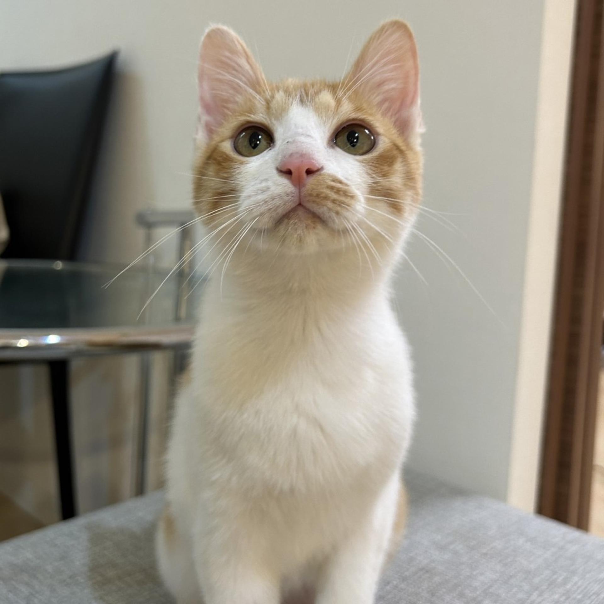 pet-image-8