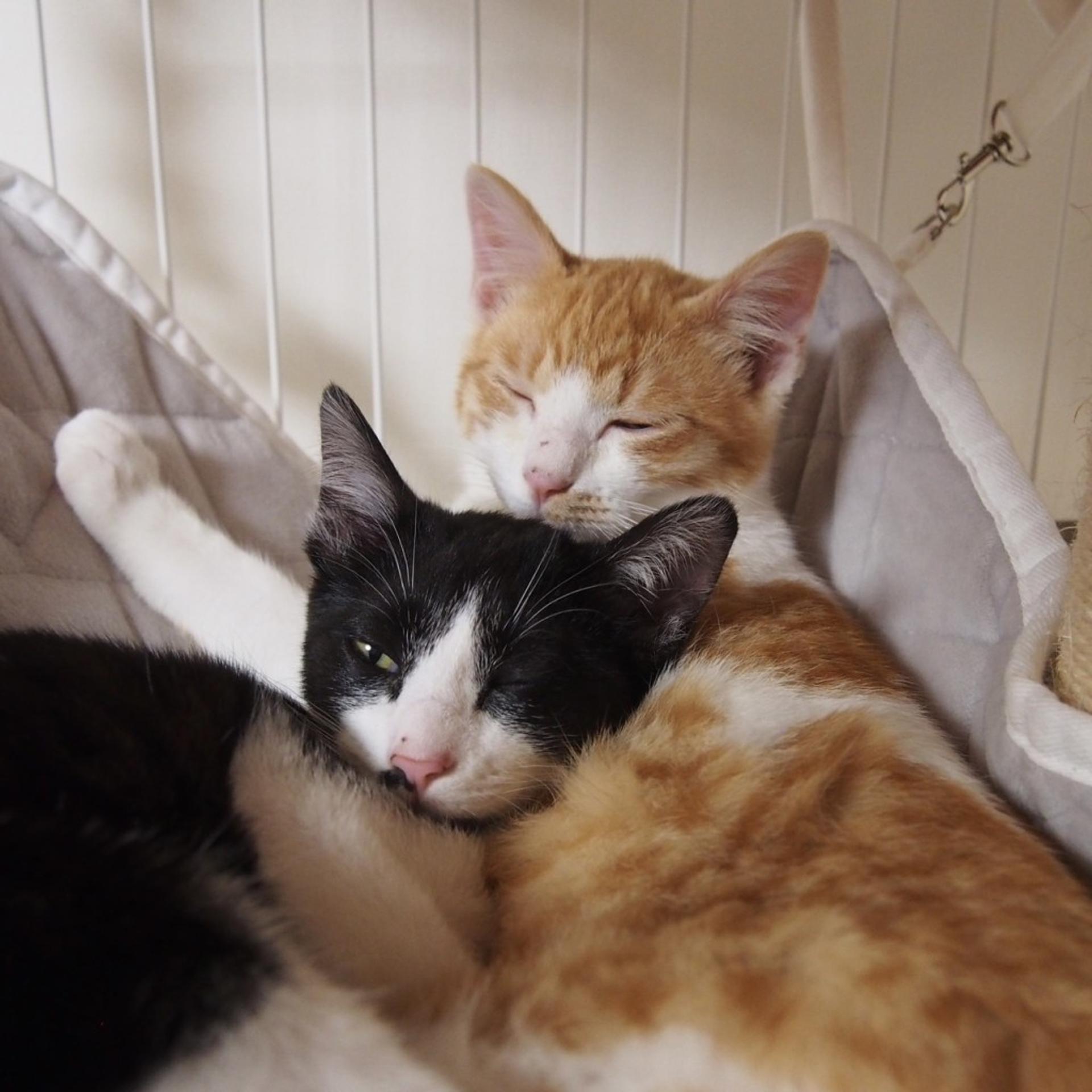 pet-image-9