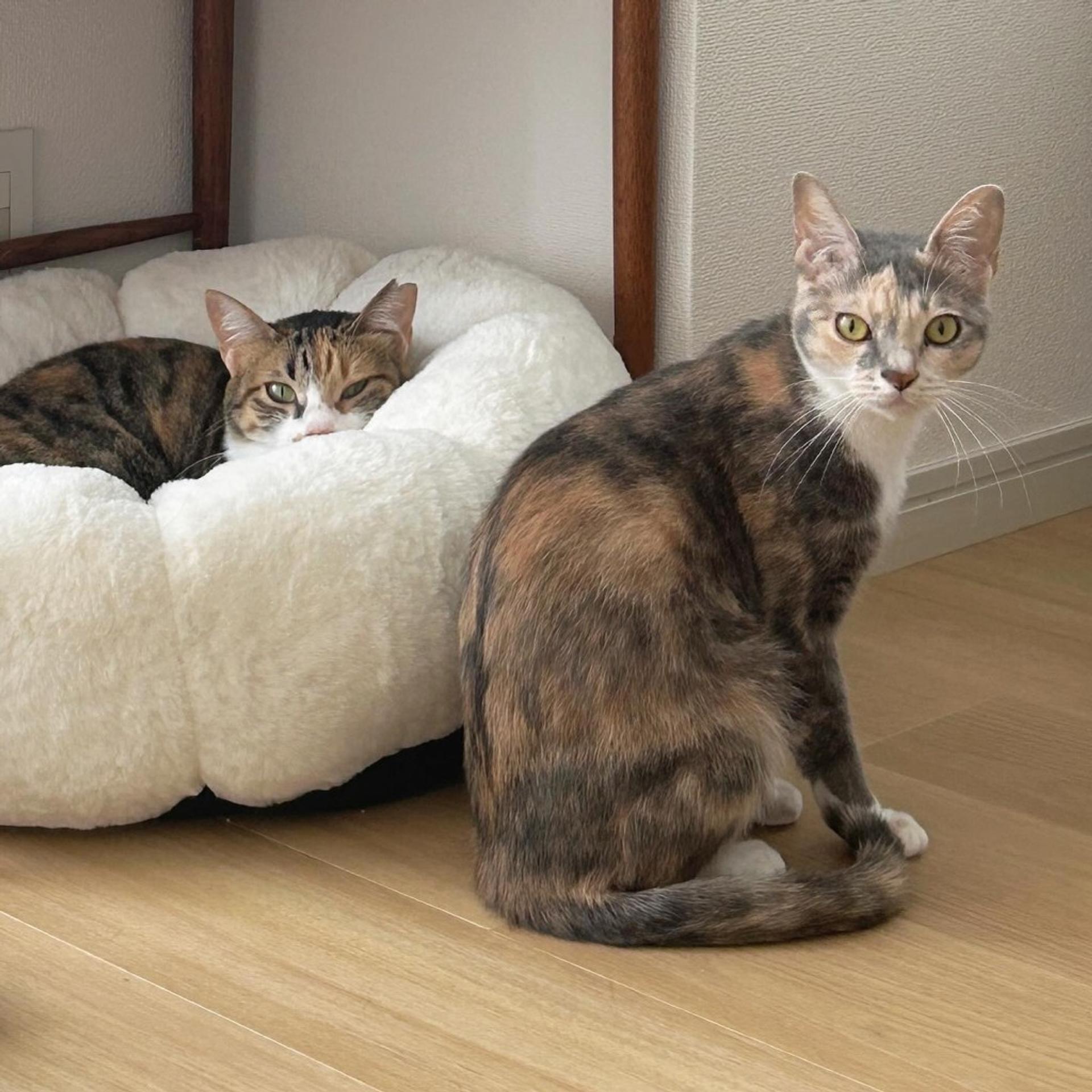 pet-image-7