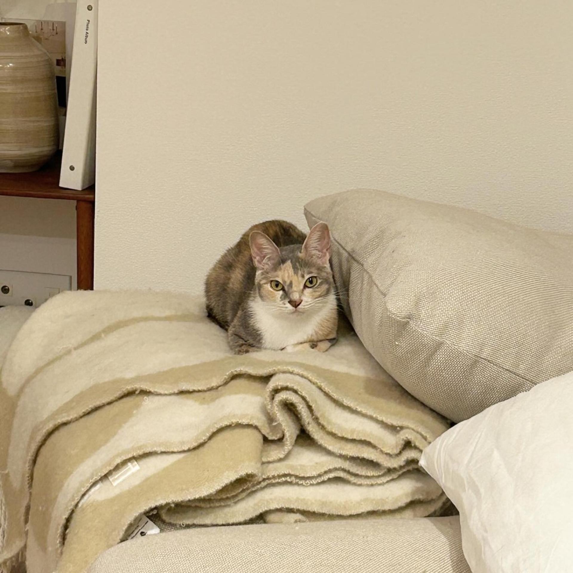 pet-image-9