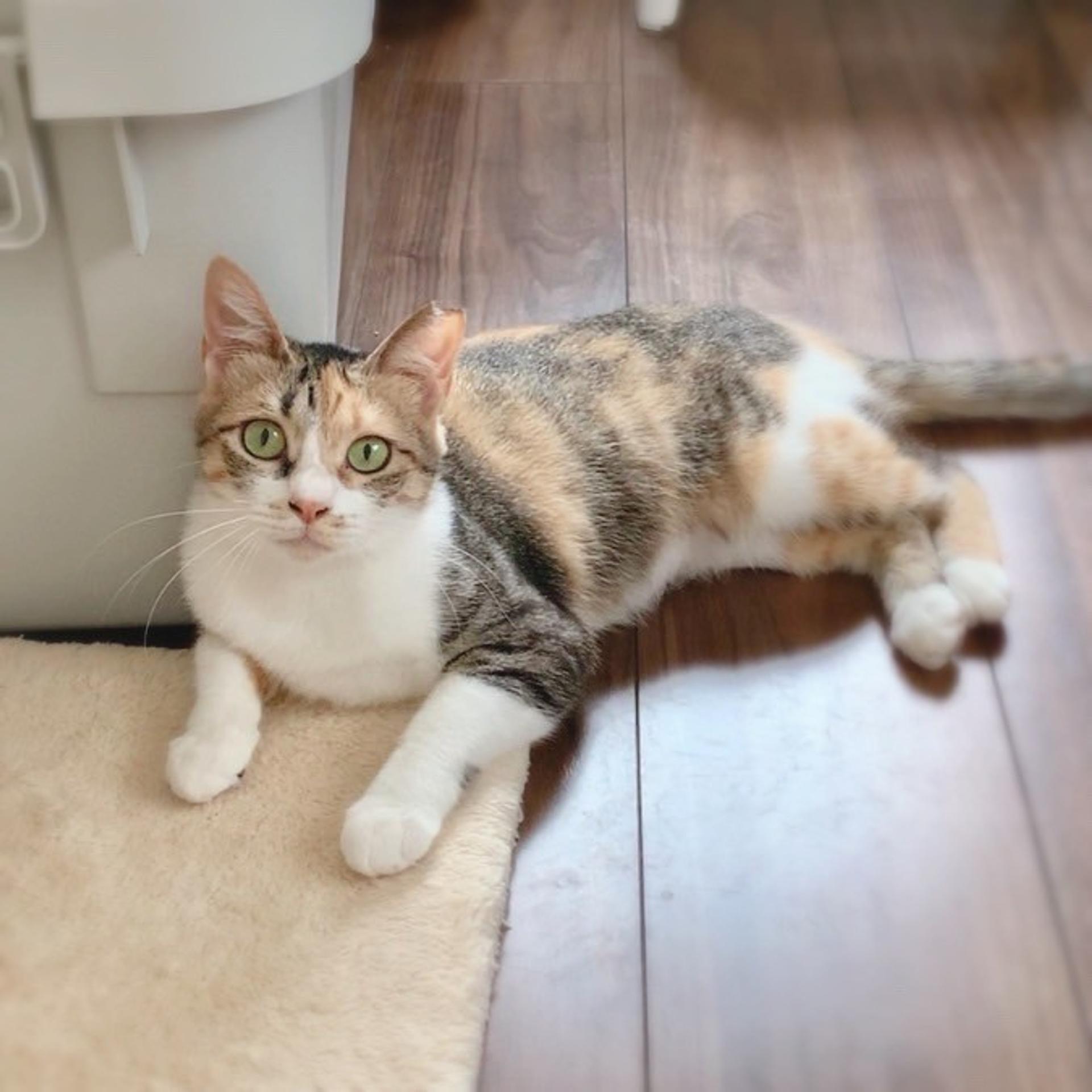 pet-image-2