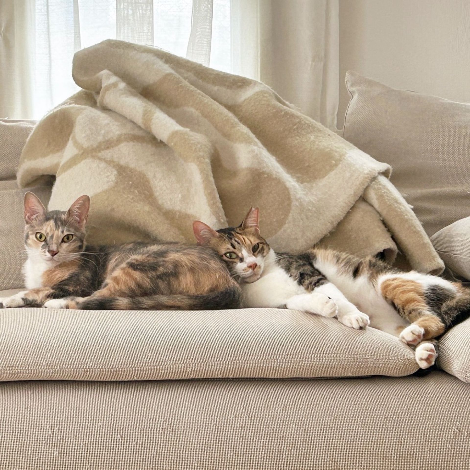 雑種（ミックス猫）・メスの里親募集の写真