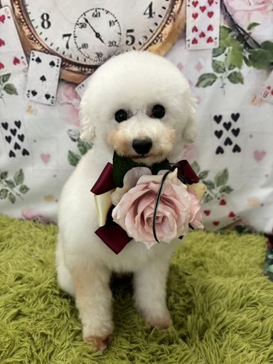 テグの写真