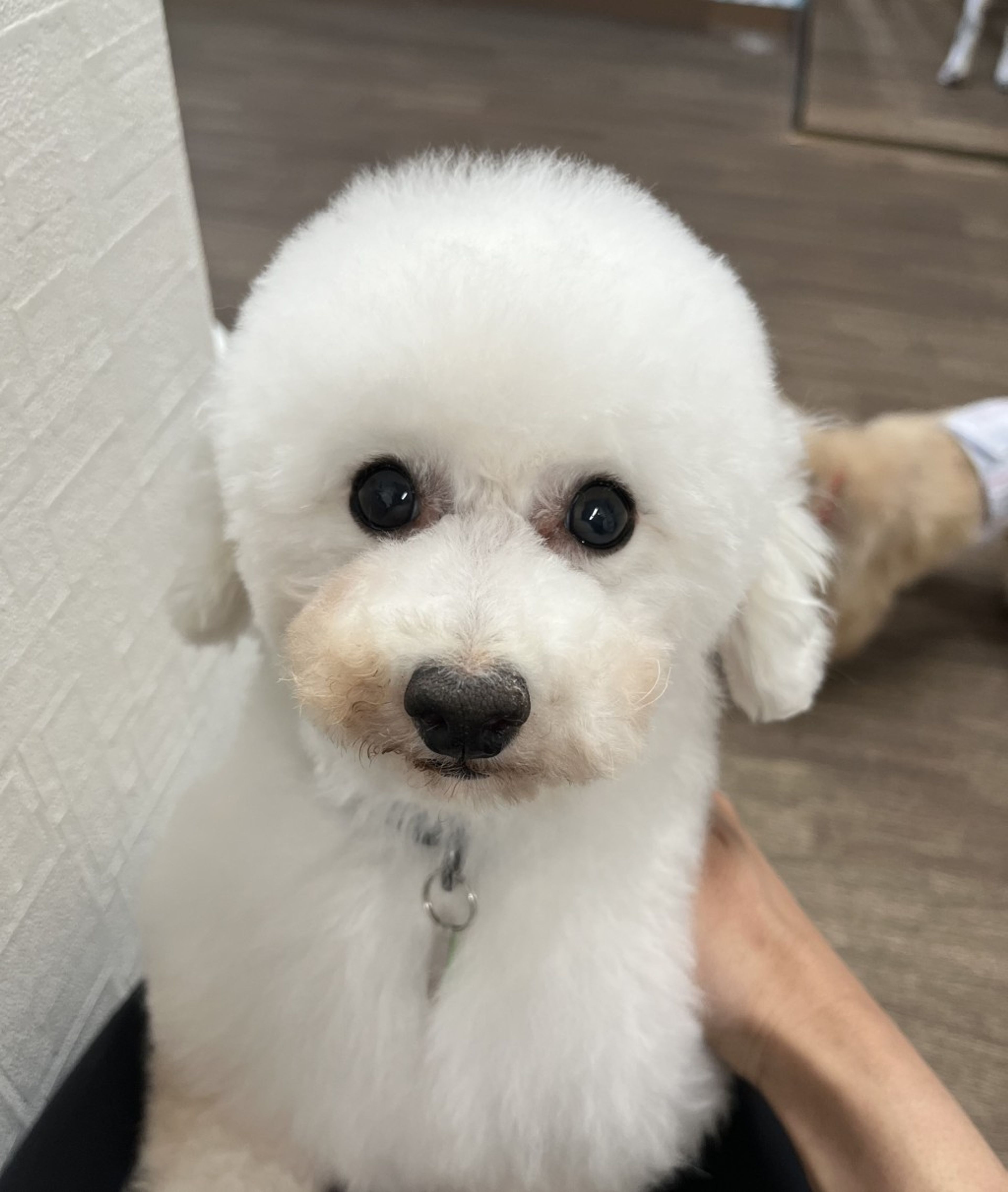 pet-image-2