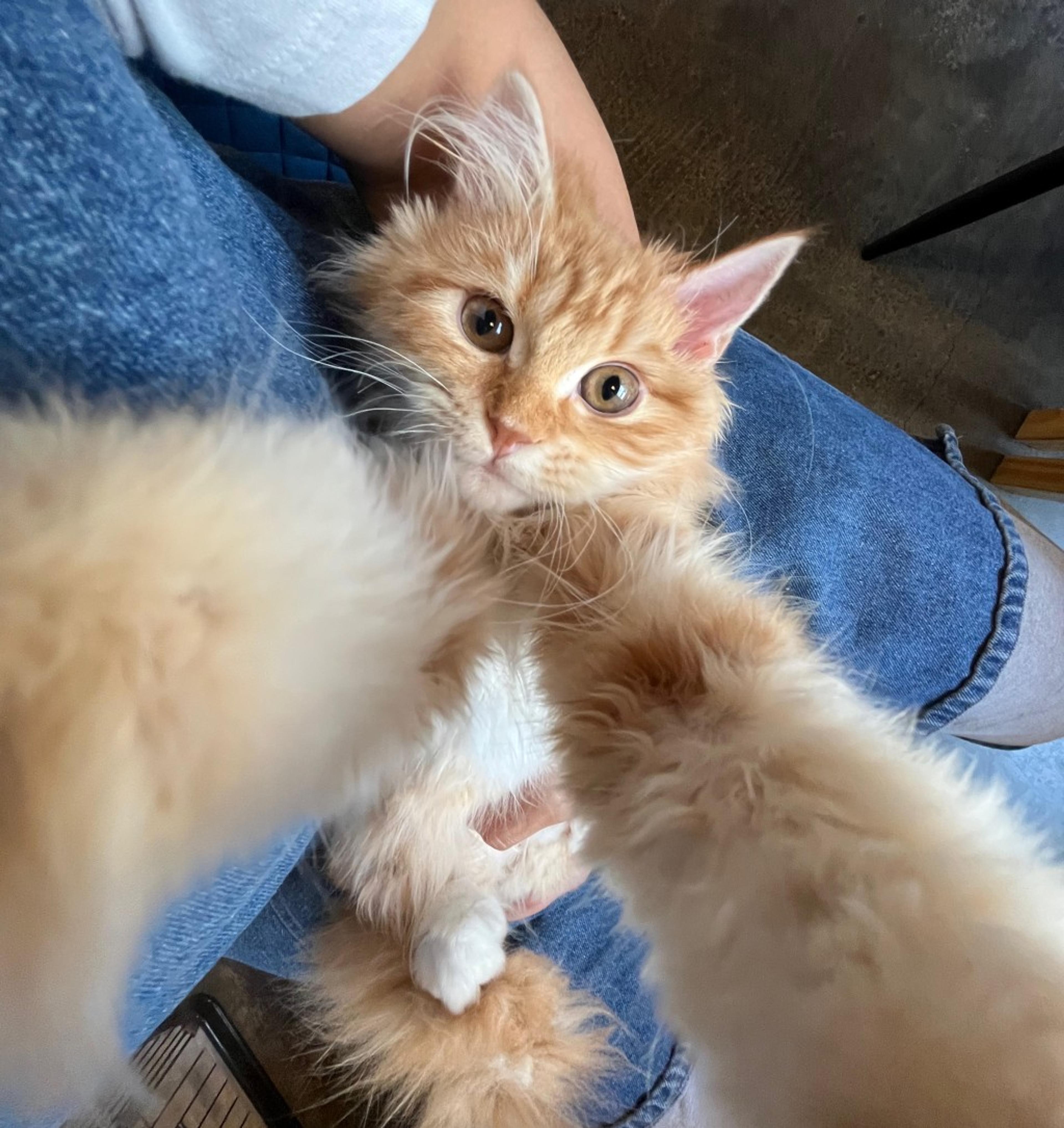 pet-image-3